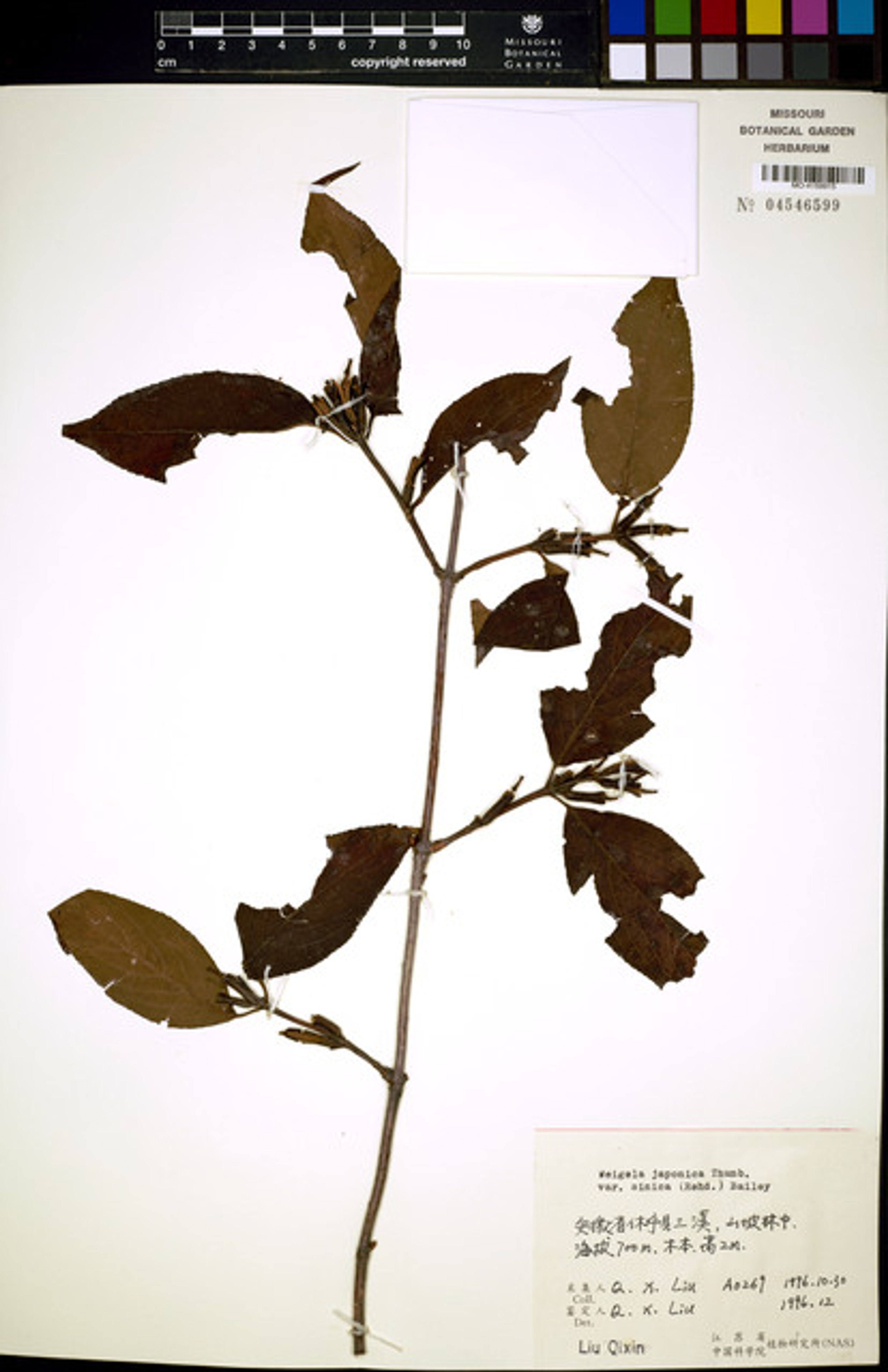Weigela japonica - 60