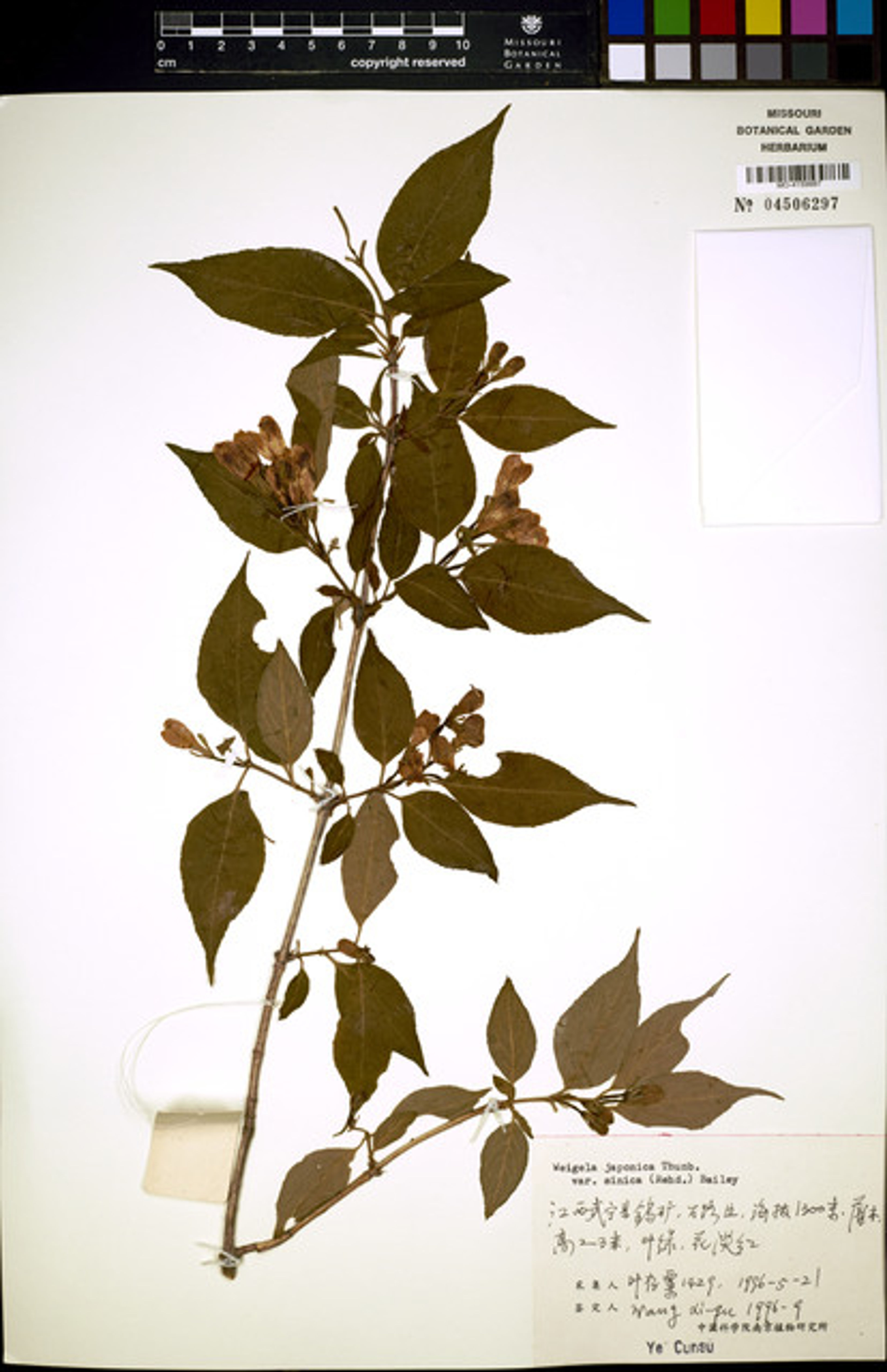 Weigela japonica - 46