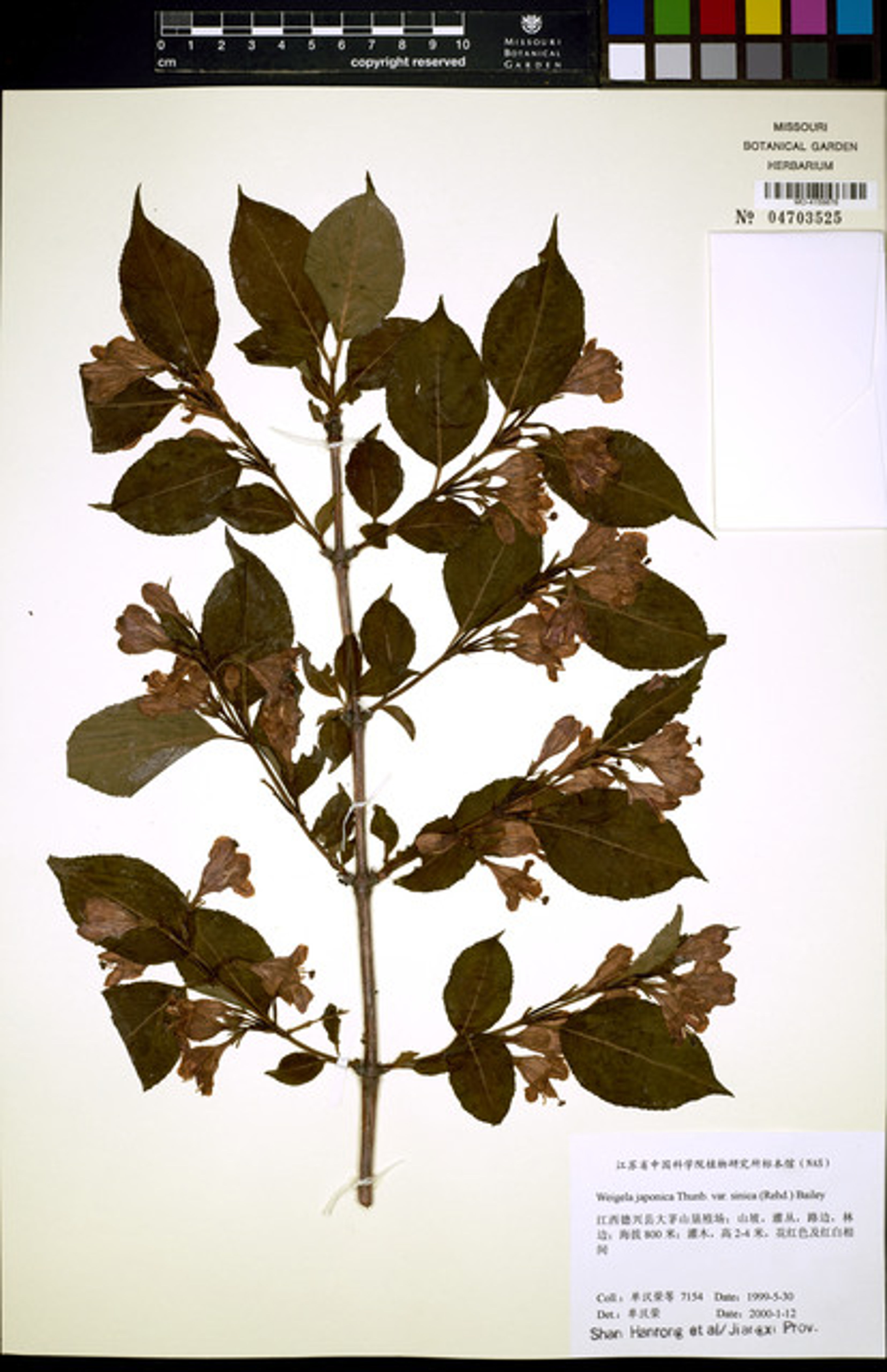 Weigela japonica - 25