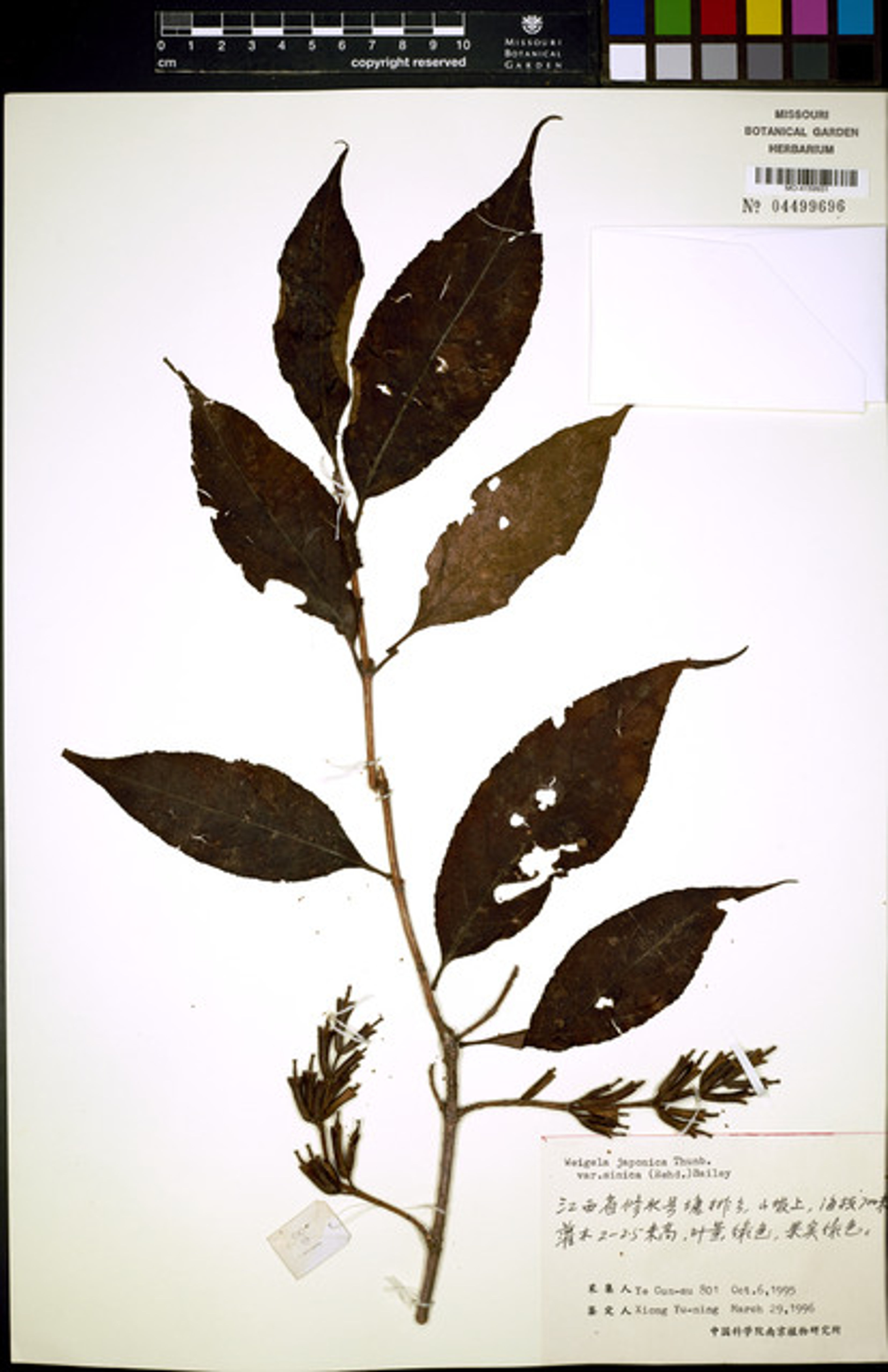 Weigela japonica - 16