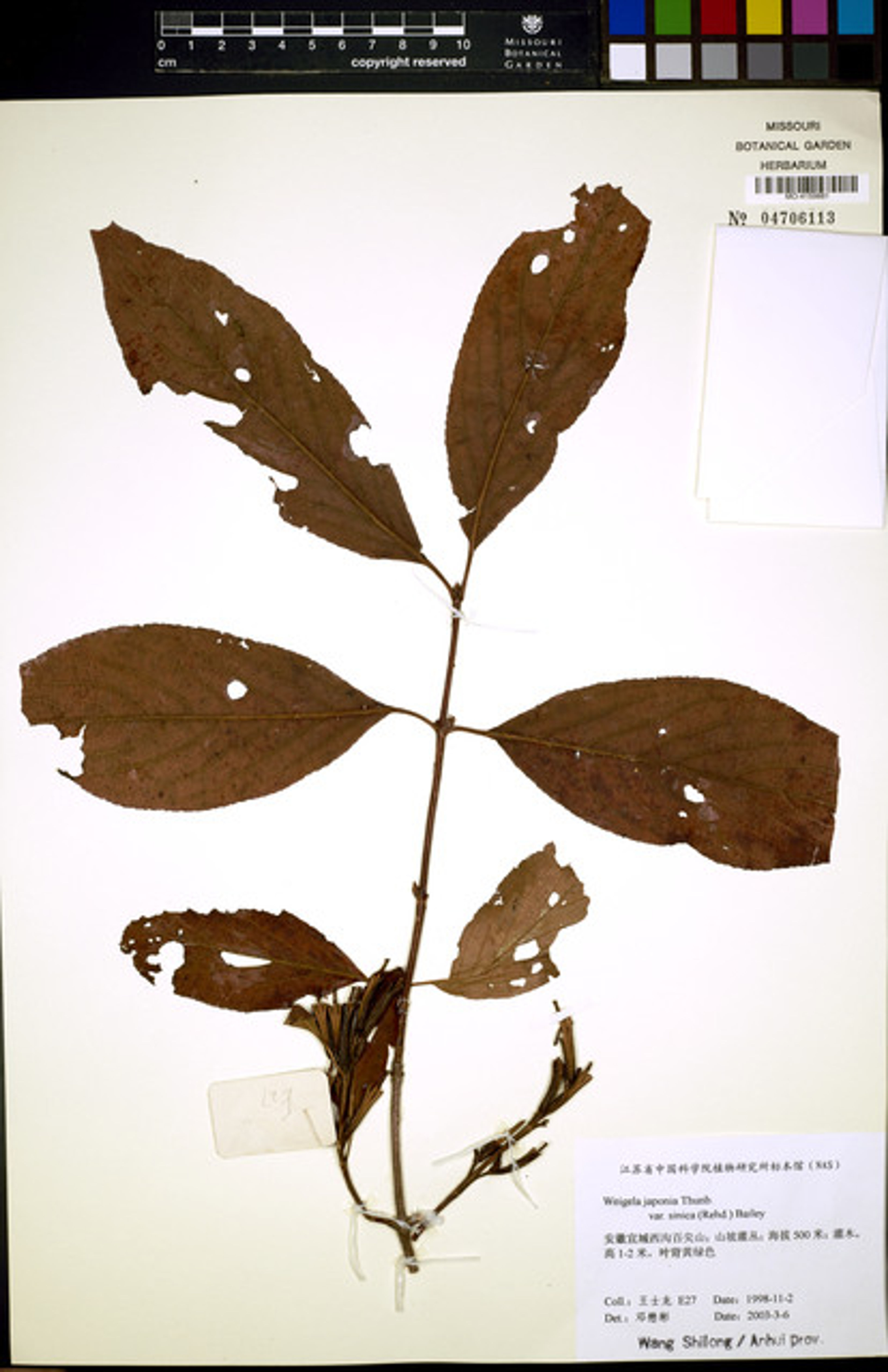 Weigela japonica - 66