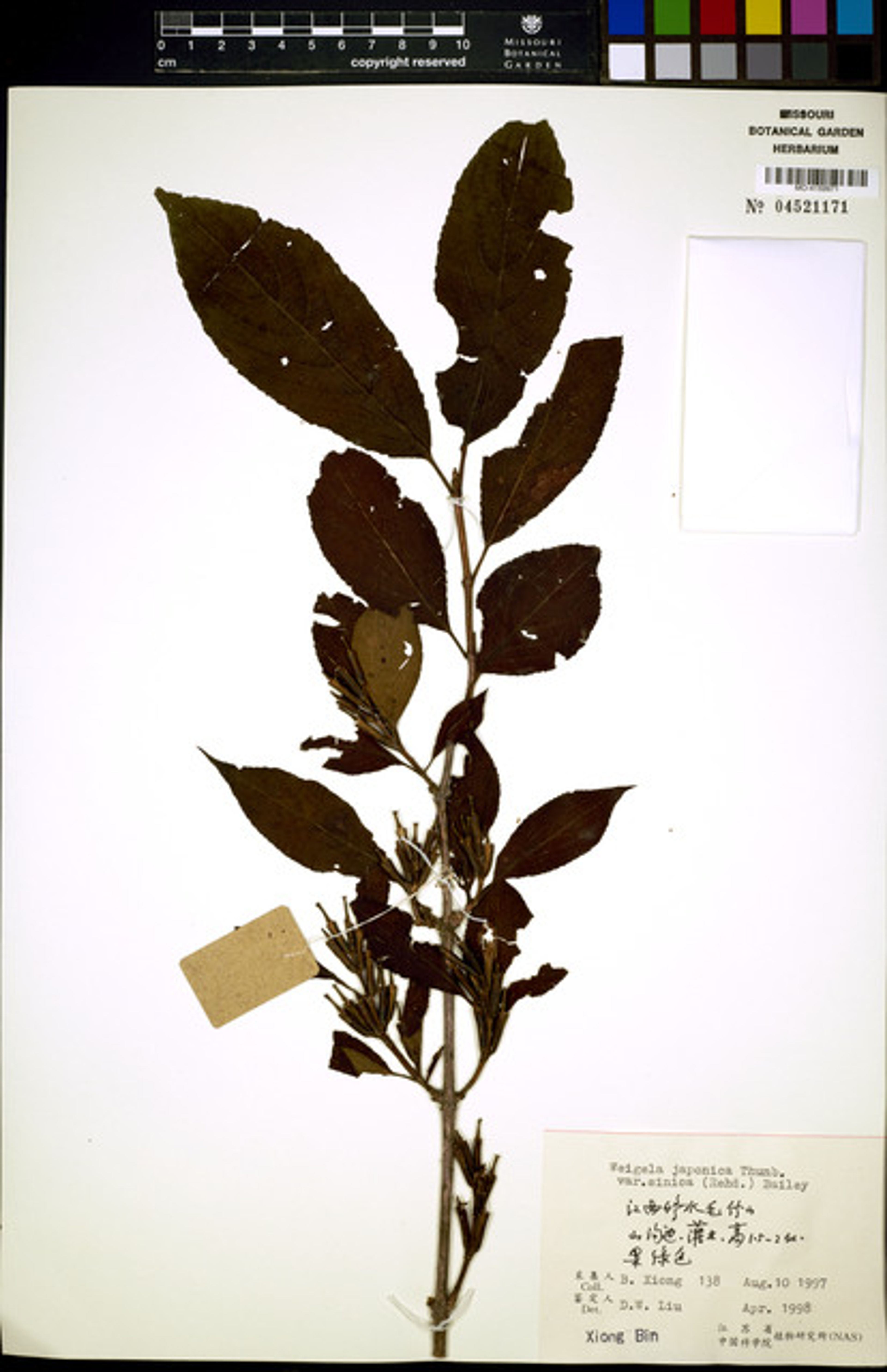 Weigela japonica - 48