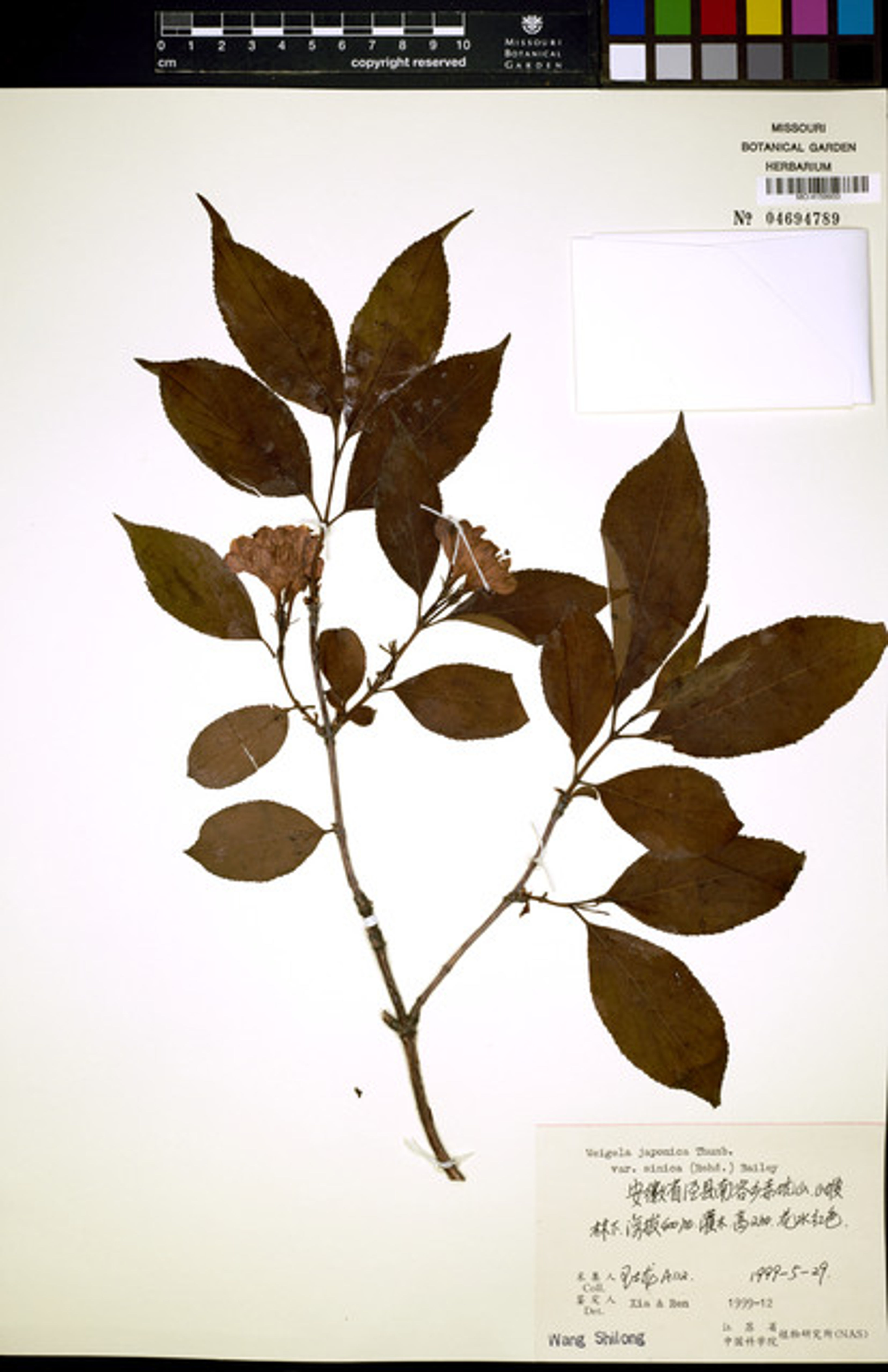 Weigela japonica - 82