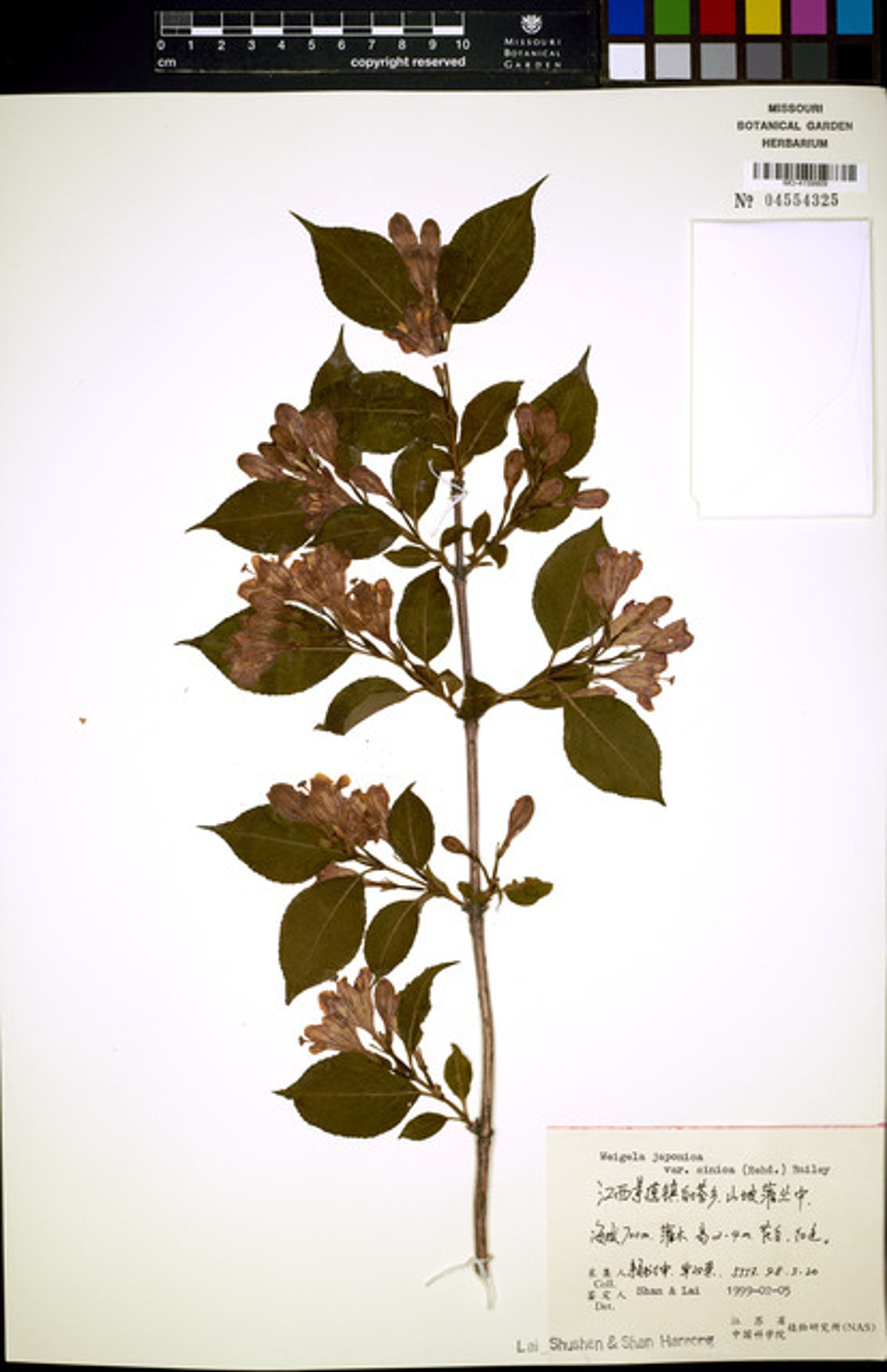 Weigela japonica - 67