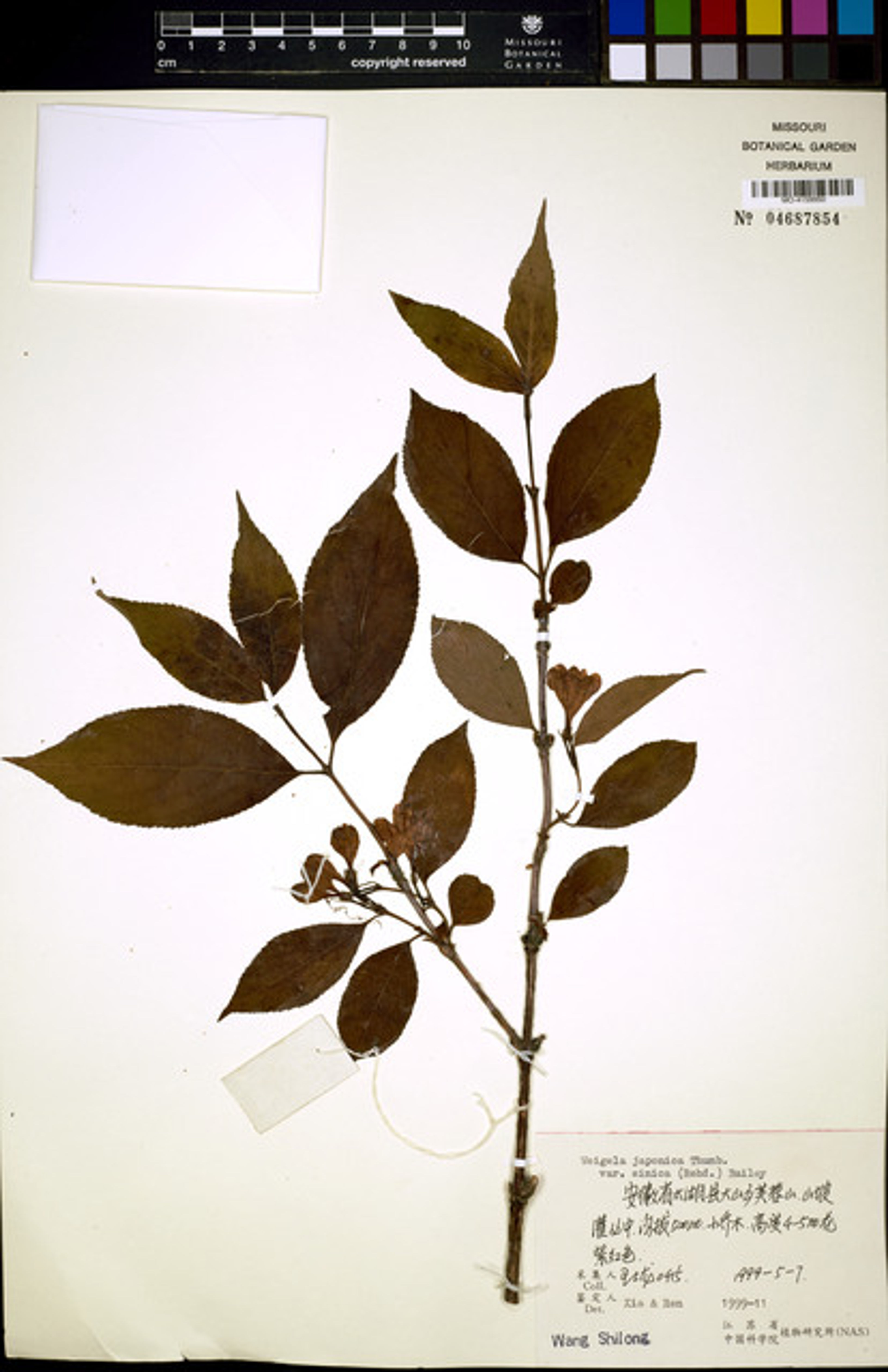 Weigela japonica - 71