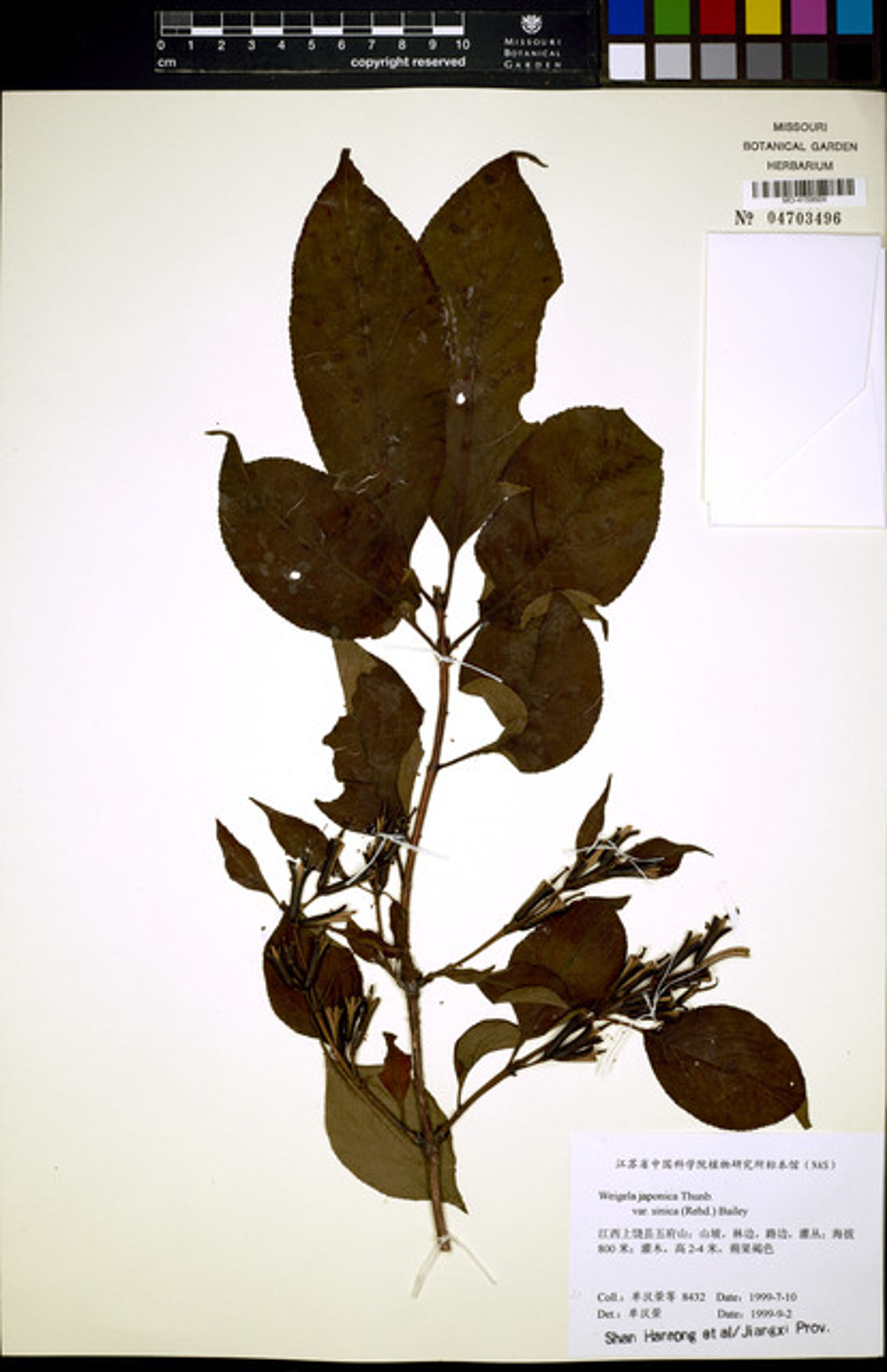 Weigela japonica - 1