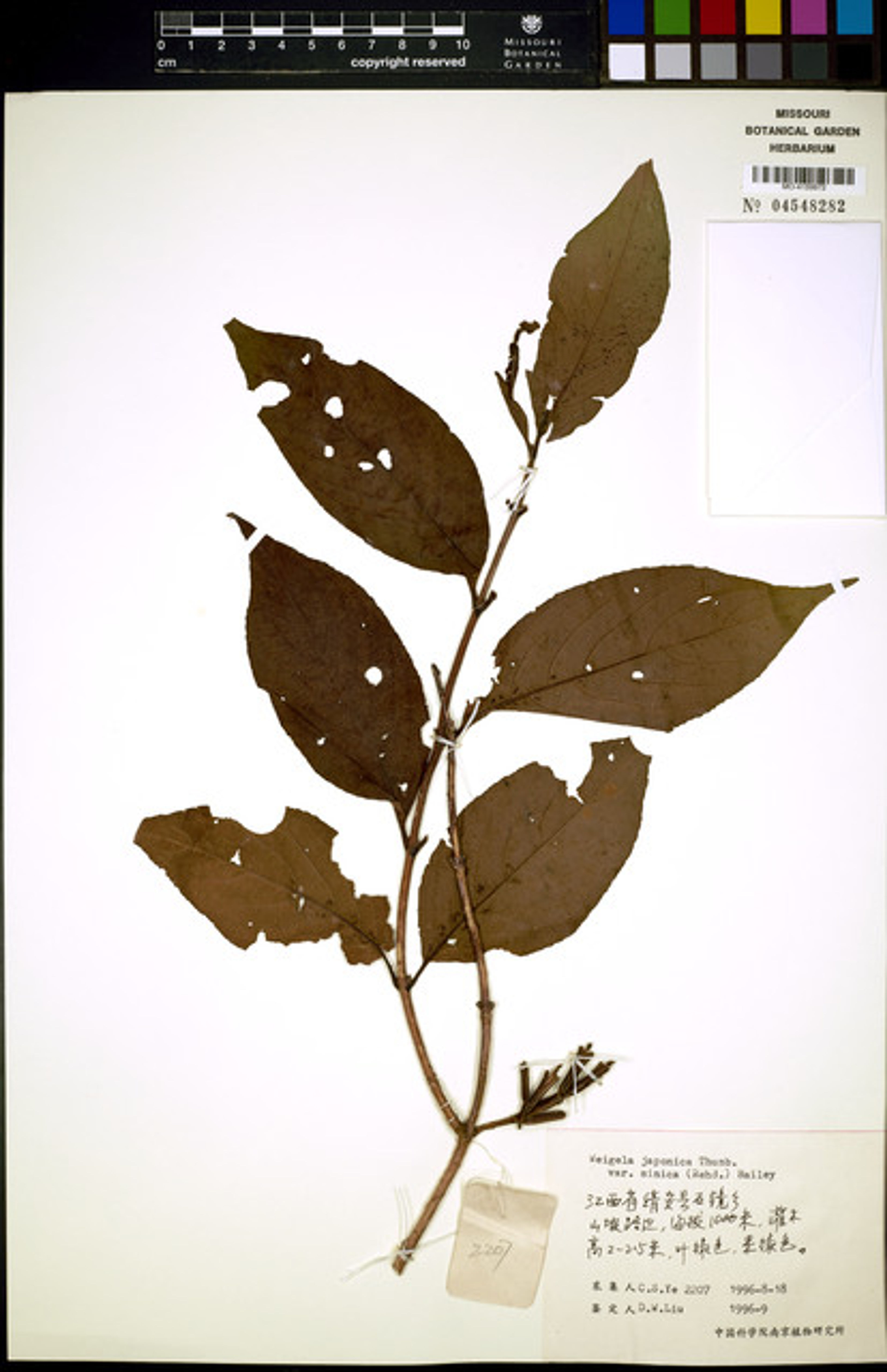 Weigela japonica - 5