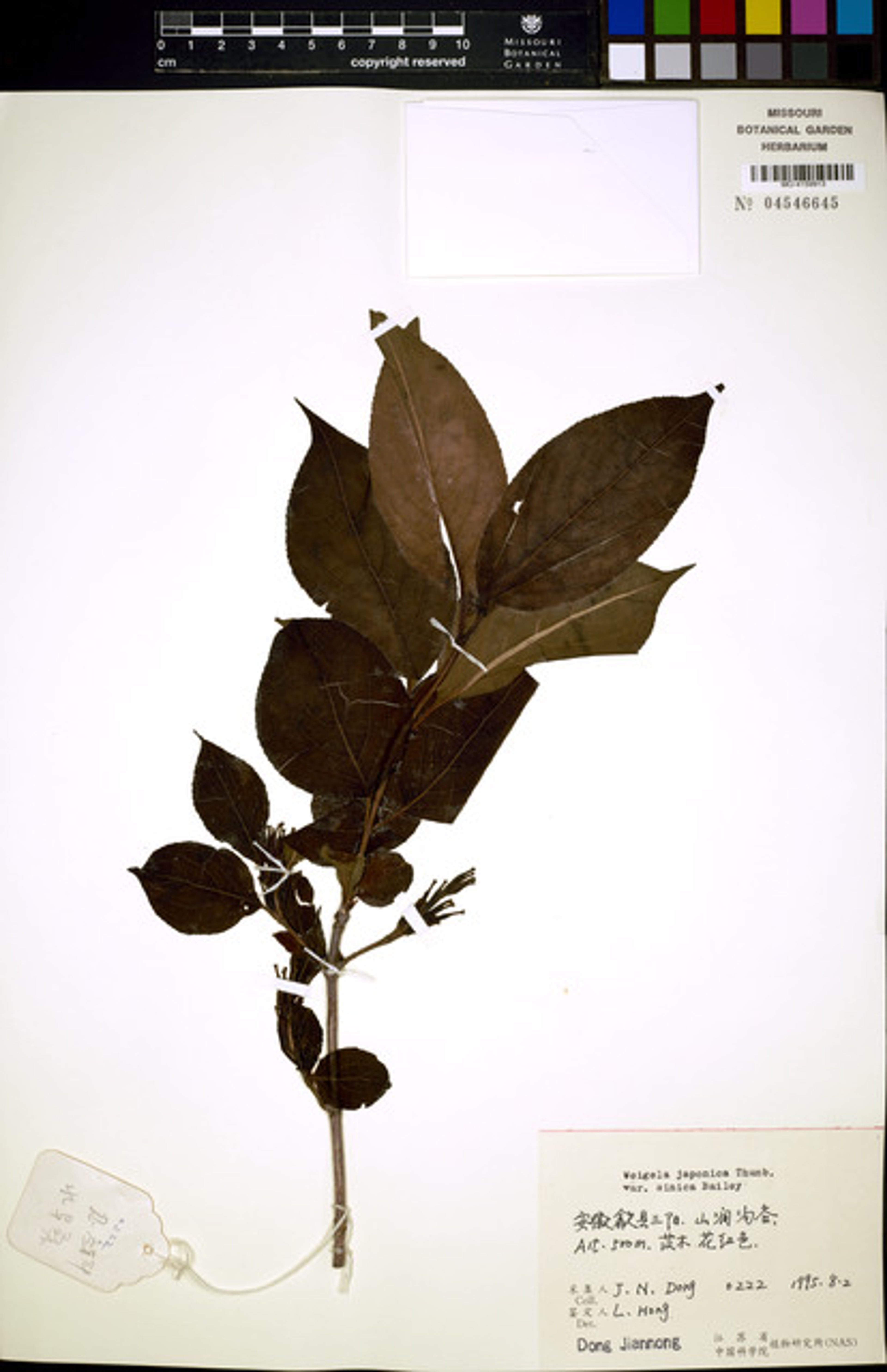 Weigela japonica - 12
