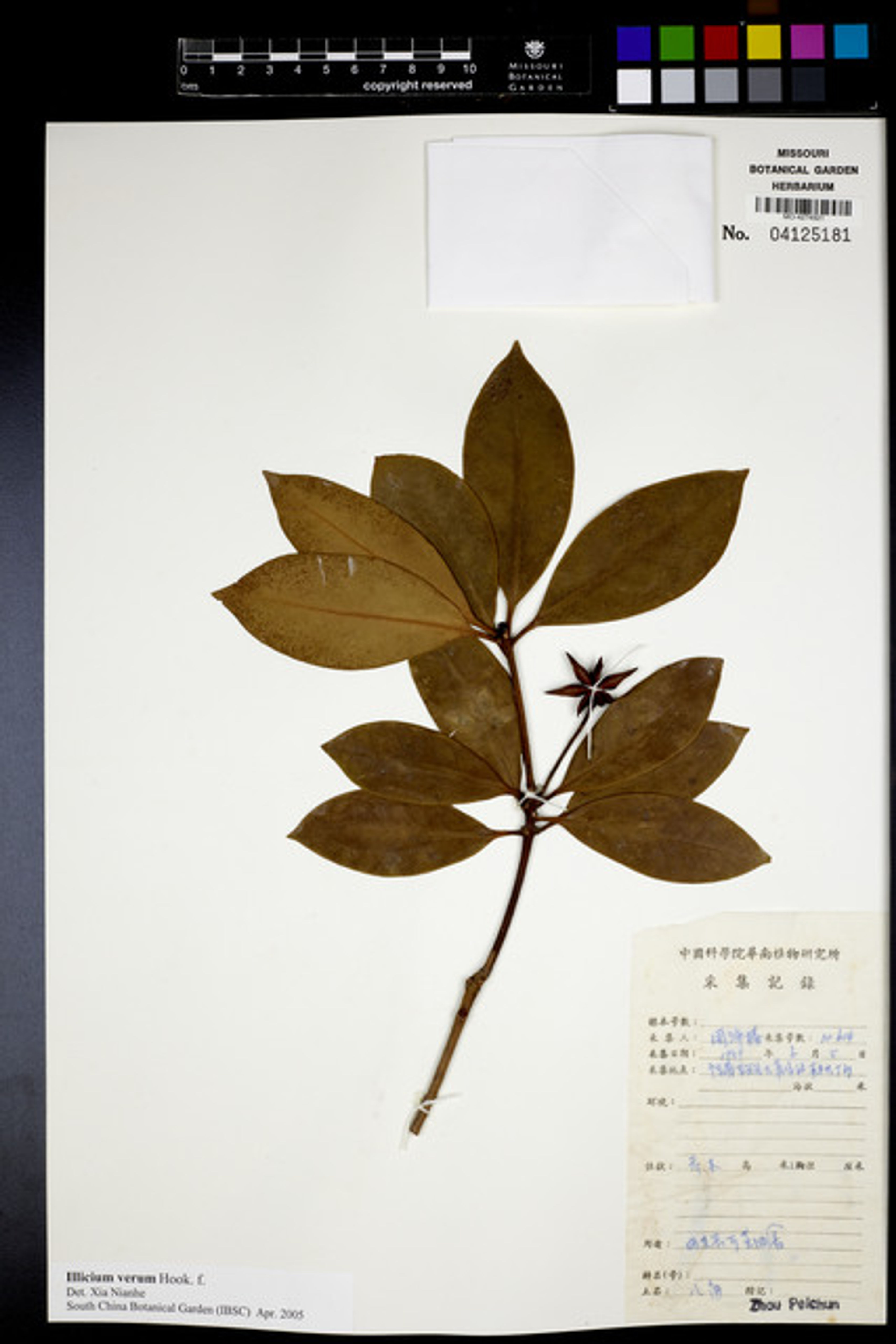 Illicium verum - 50