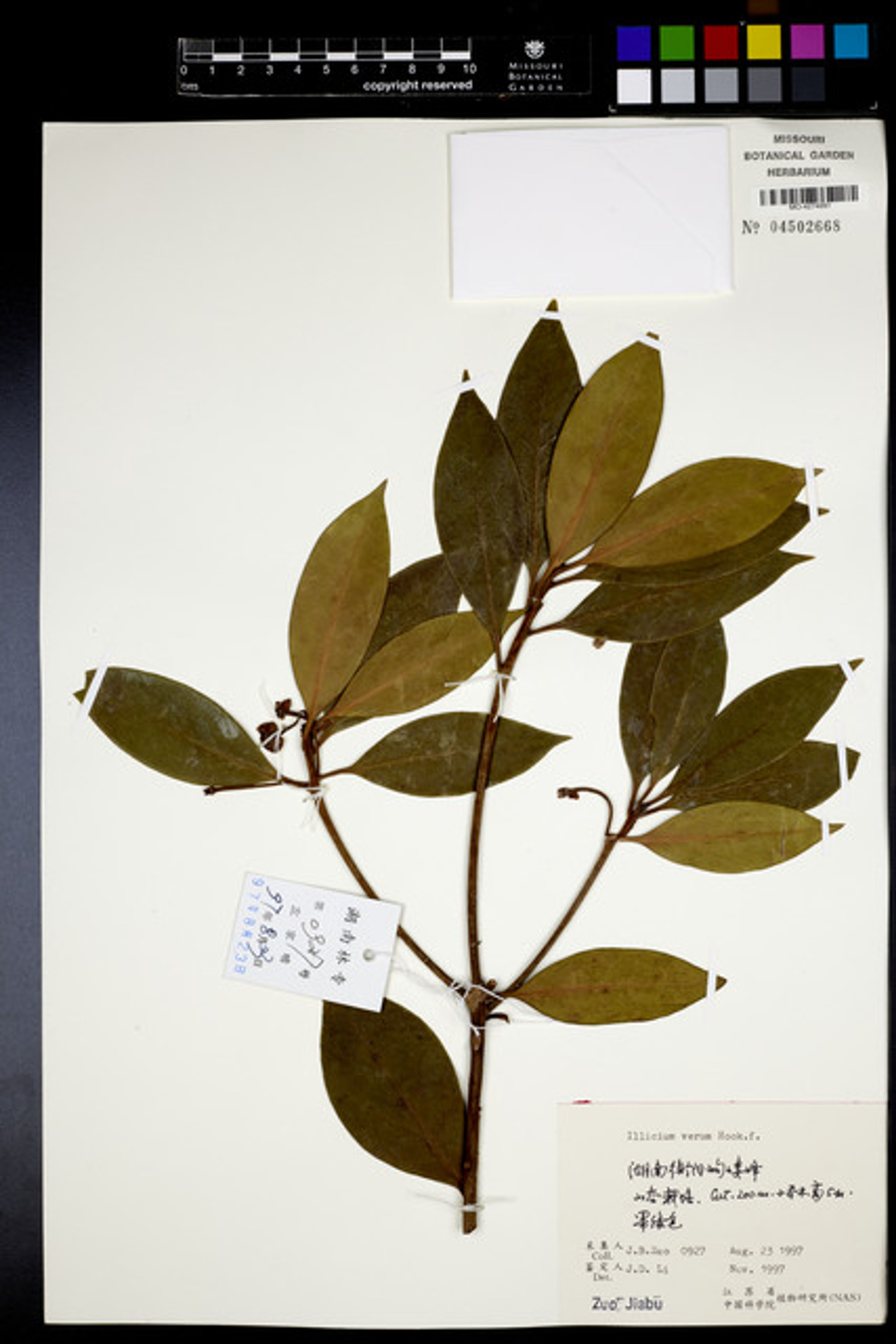 Illicium verum - 61