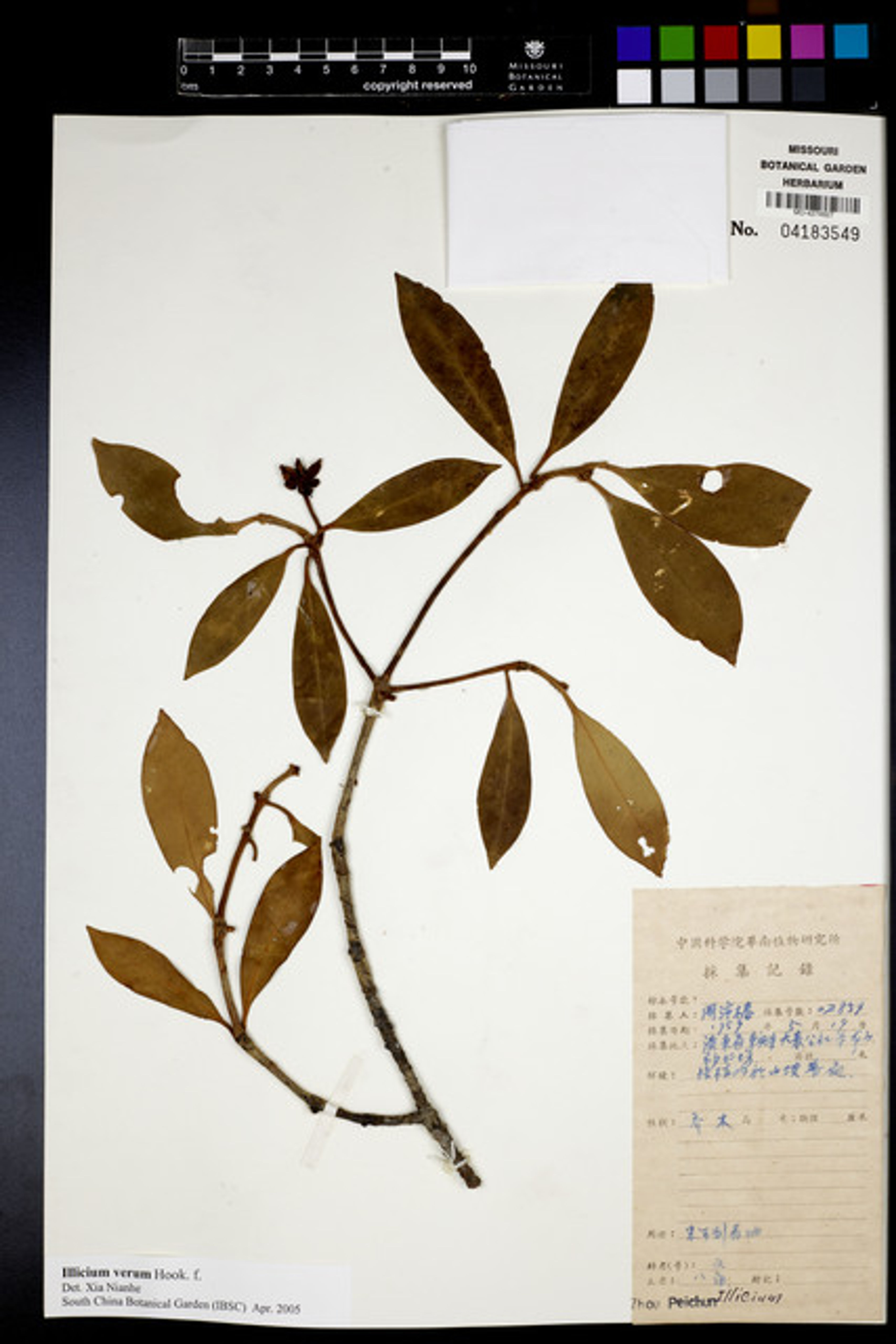 Illicium verum - 118