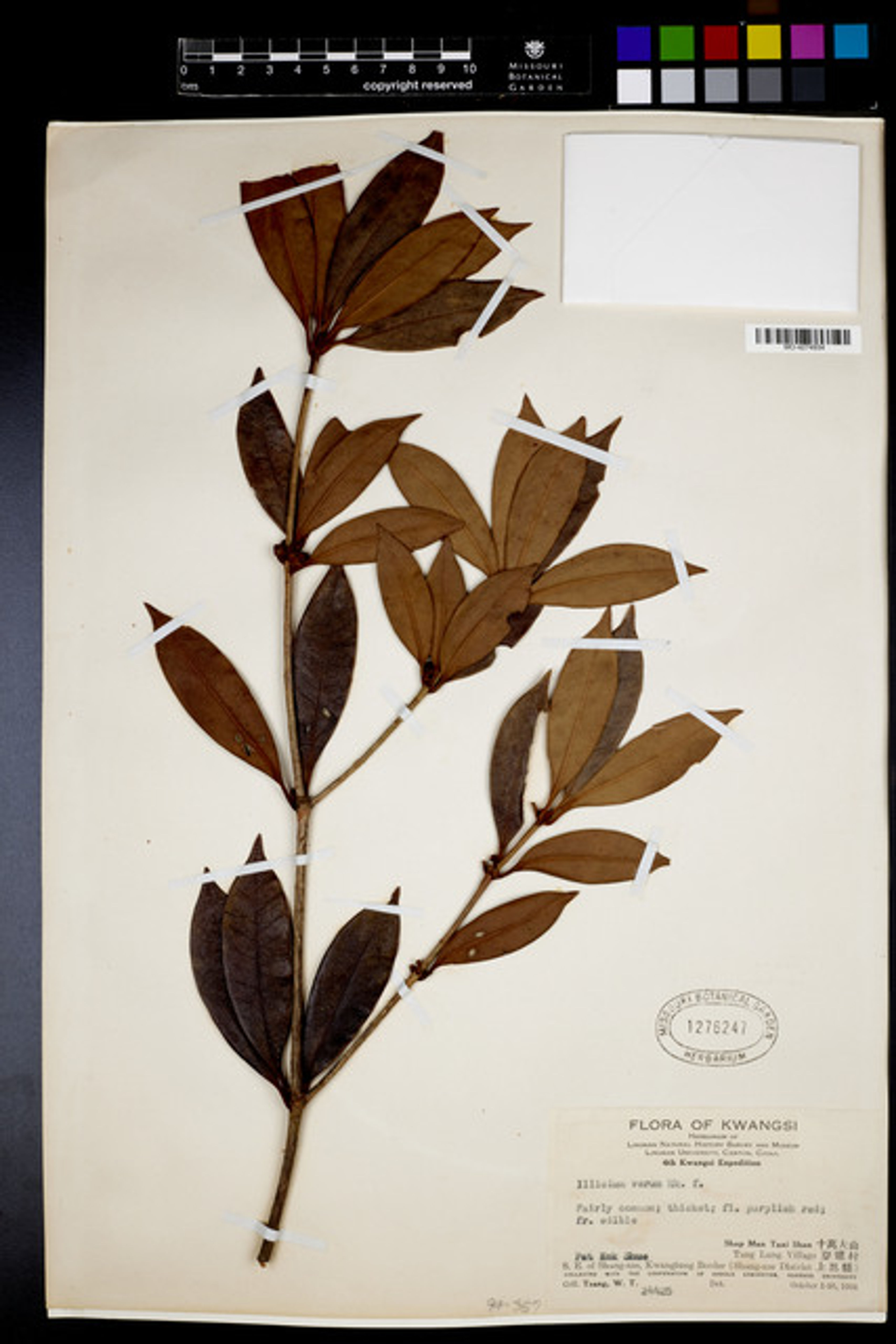Illicium verum - 116