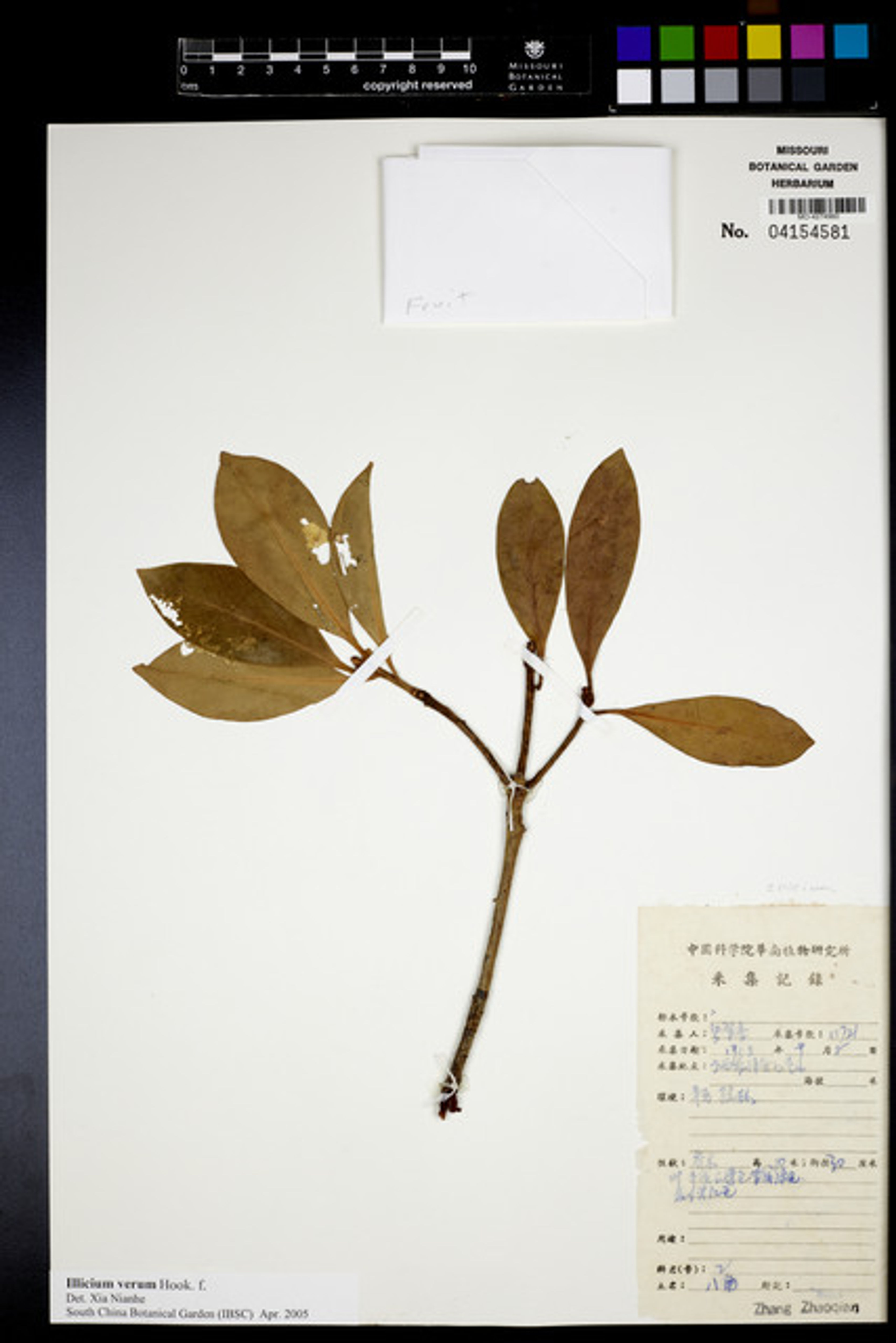 Illicium verum - 41