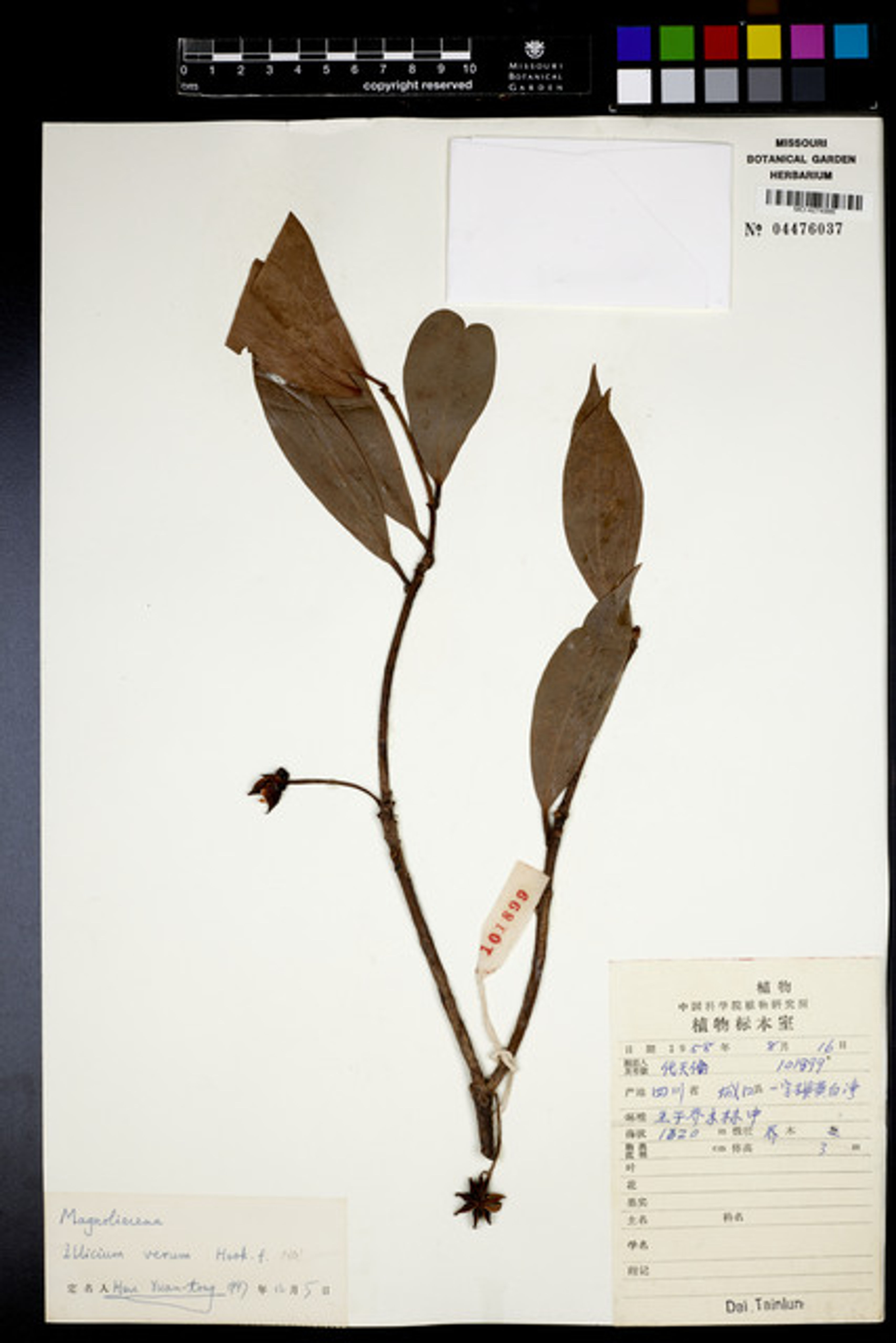Illicium verum - 88