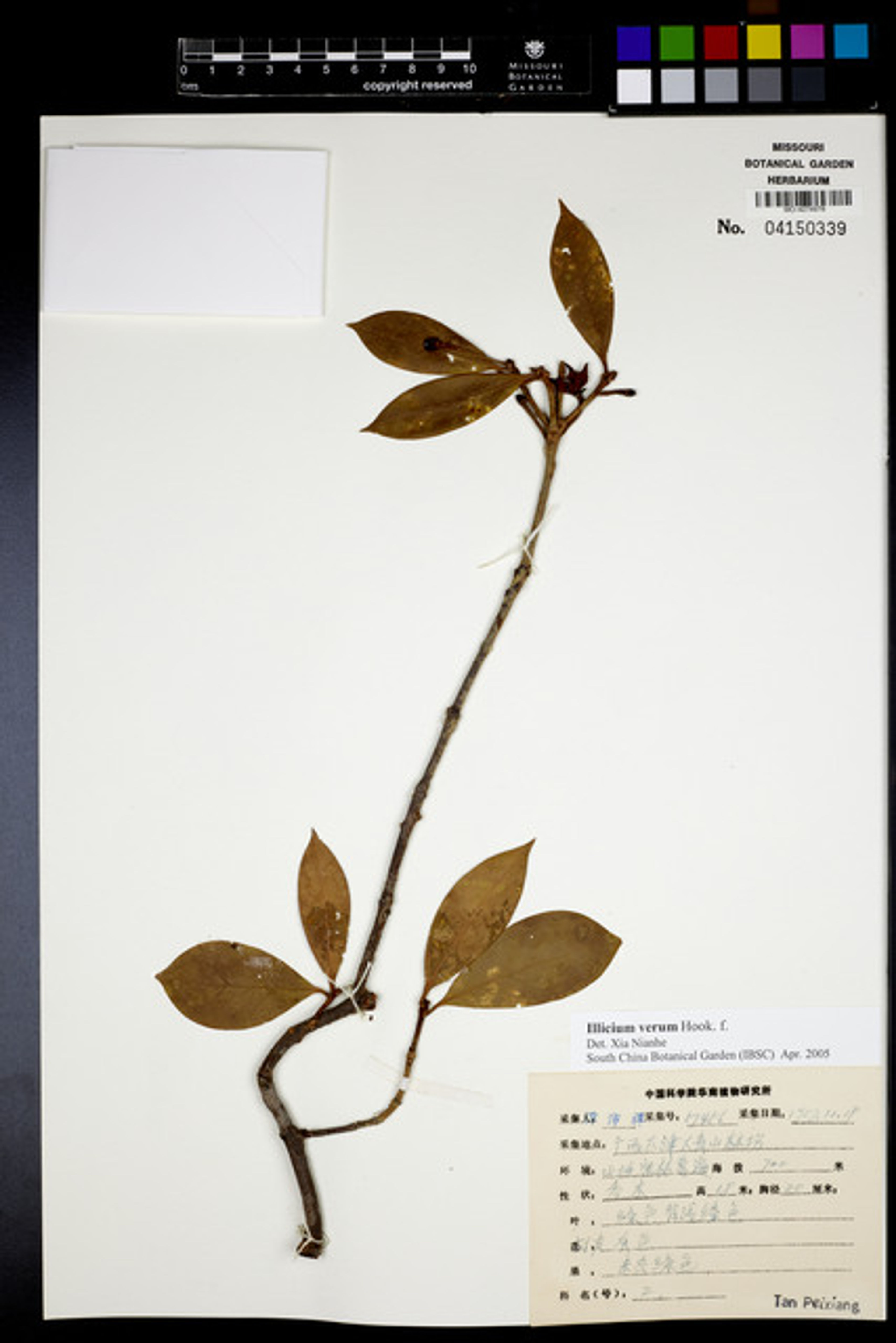 Illicium verum - 82
