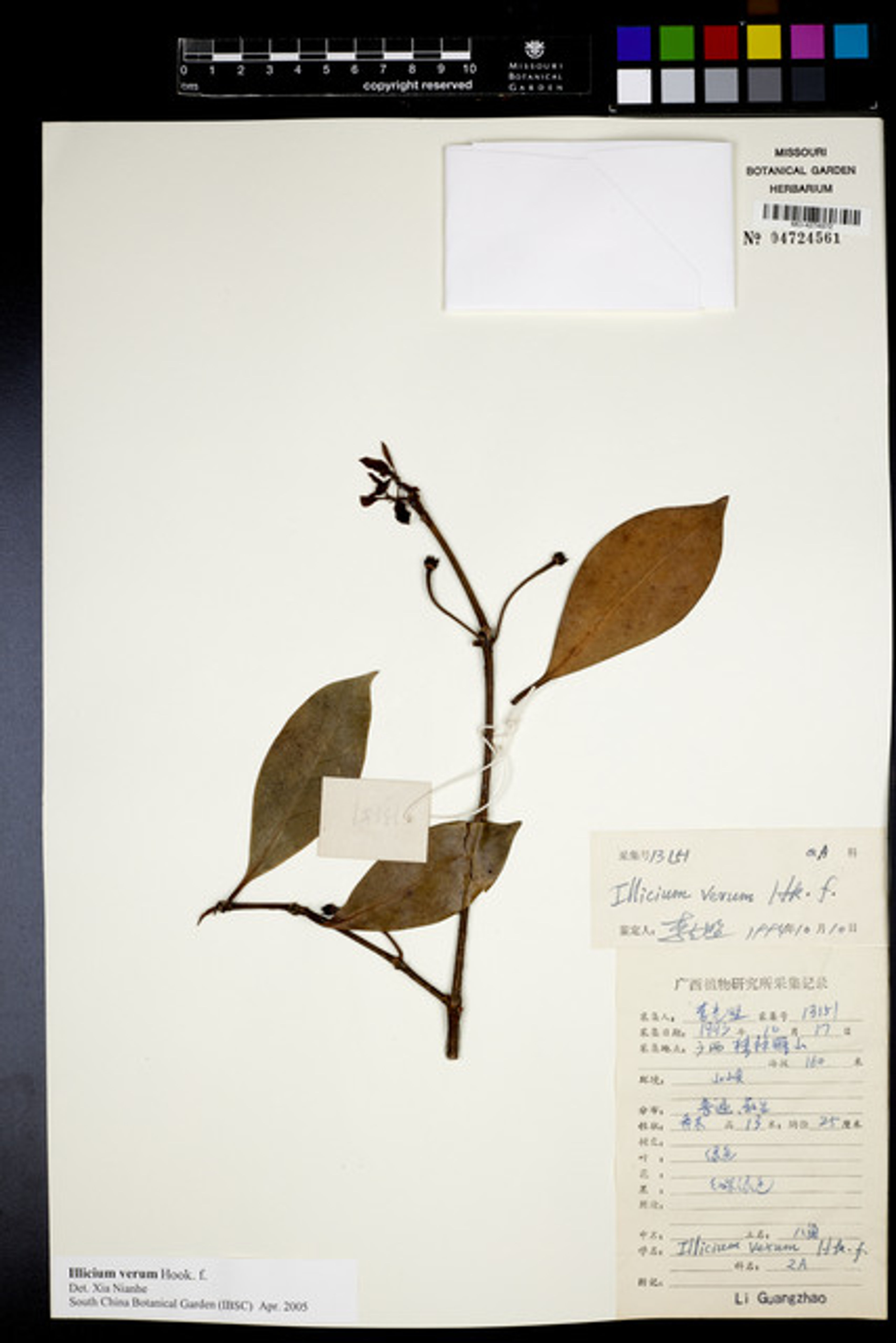 Illicium verum - 33