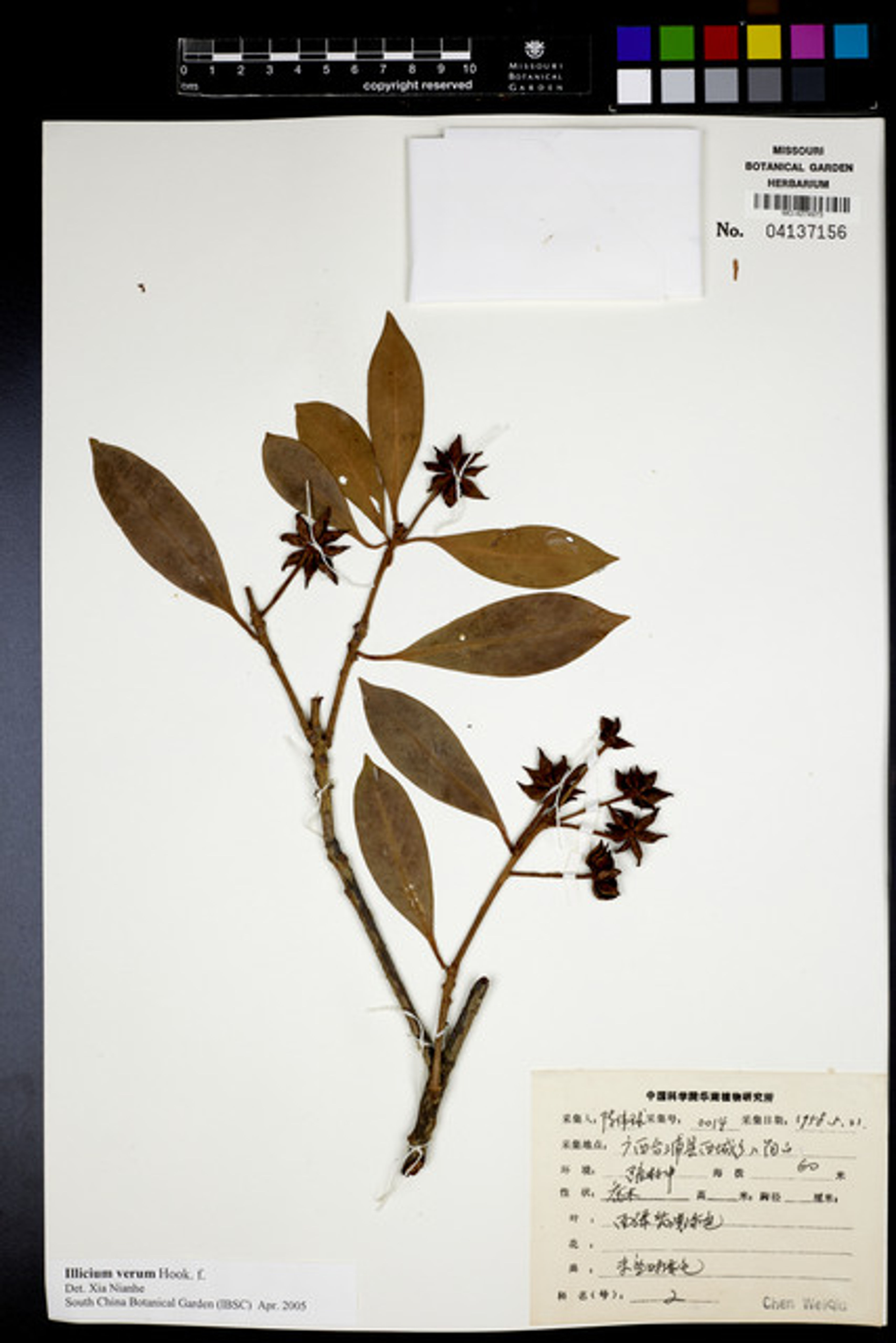 Illicium verum - 30