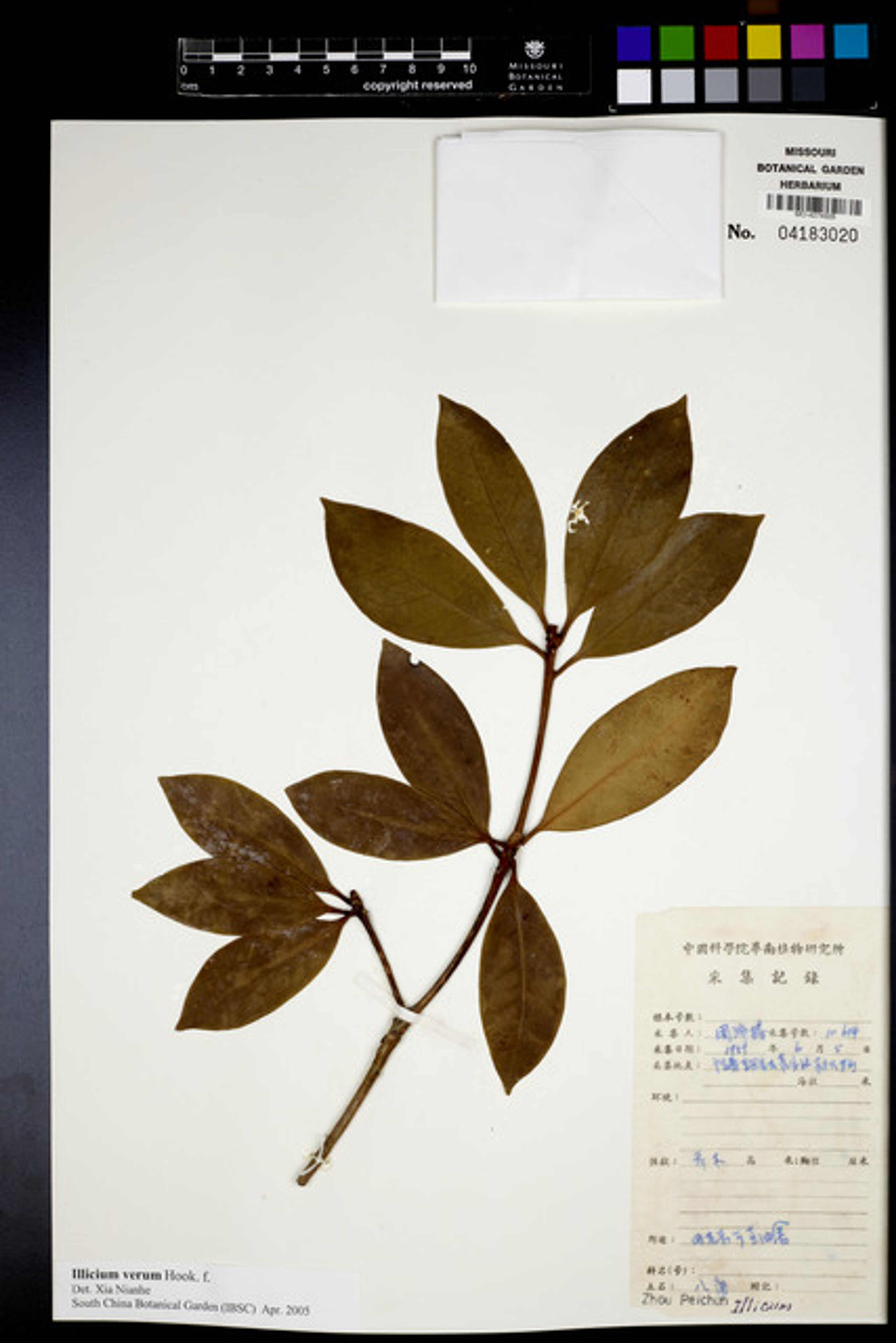 Illicium verum - 69