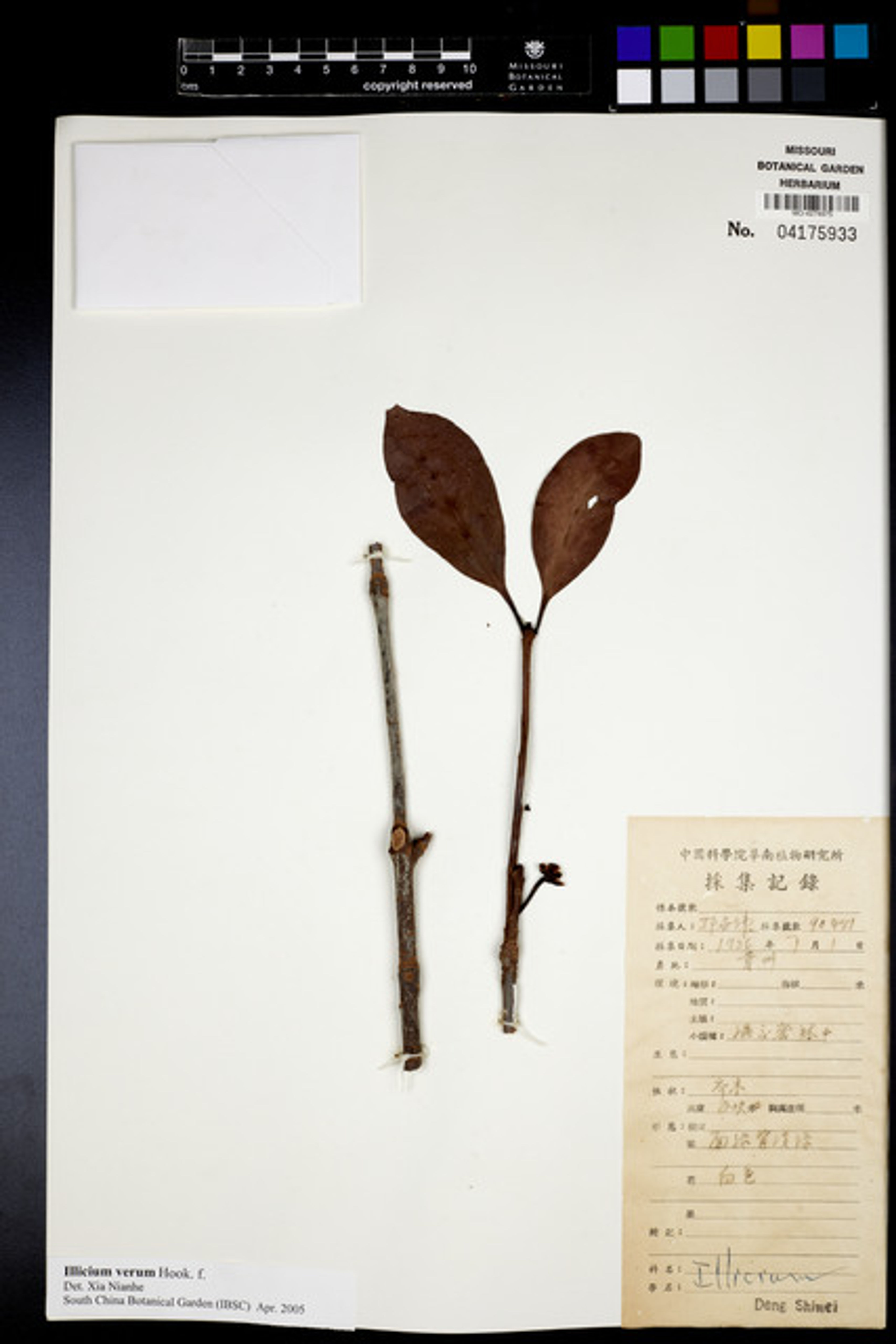 Illicium verum - 18