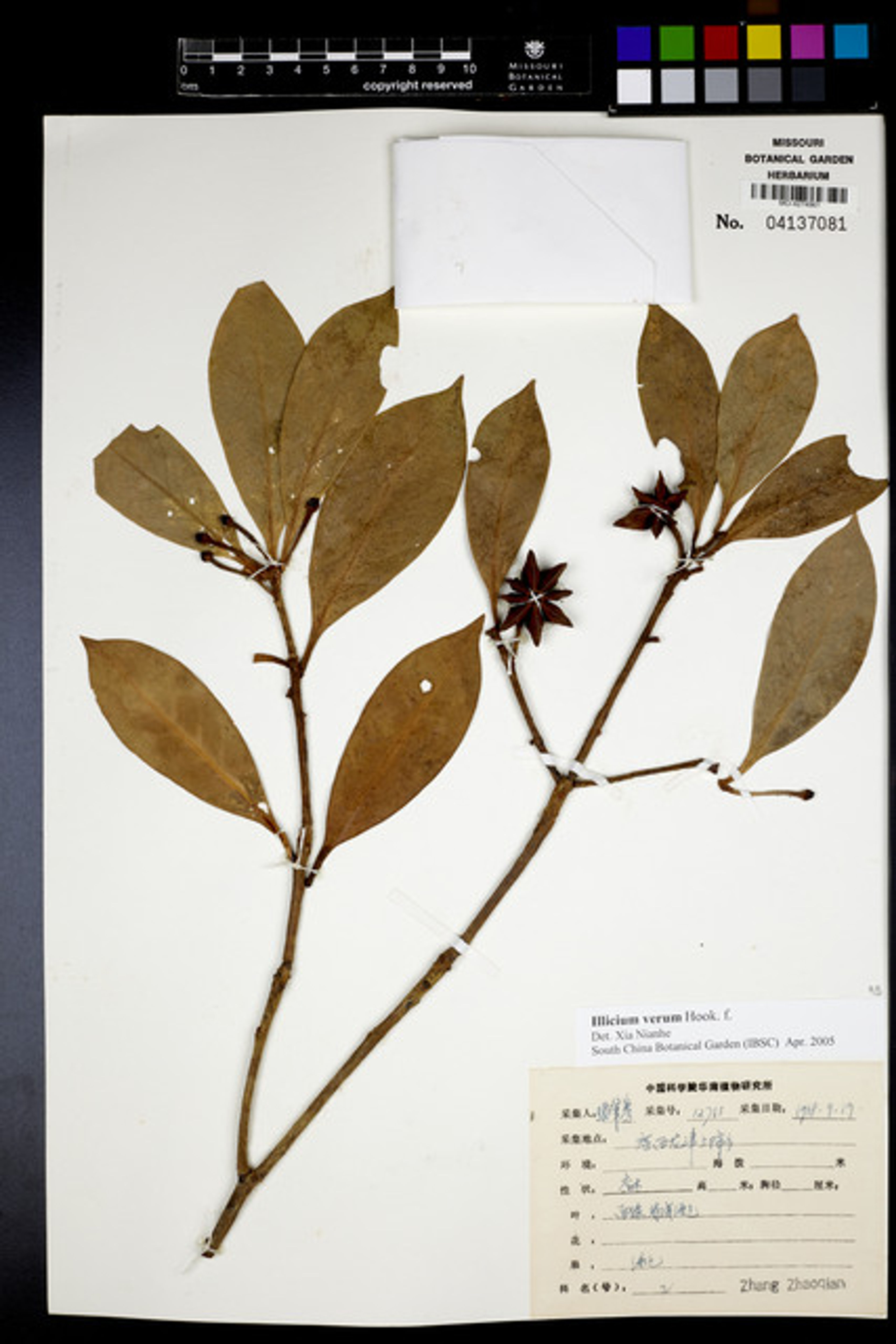 Illicium verum - 53
