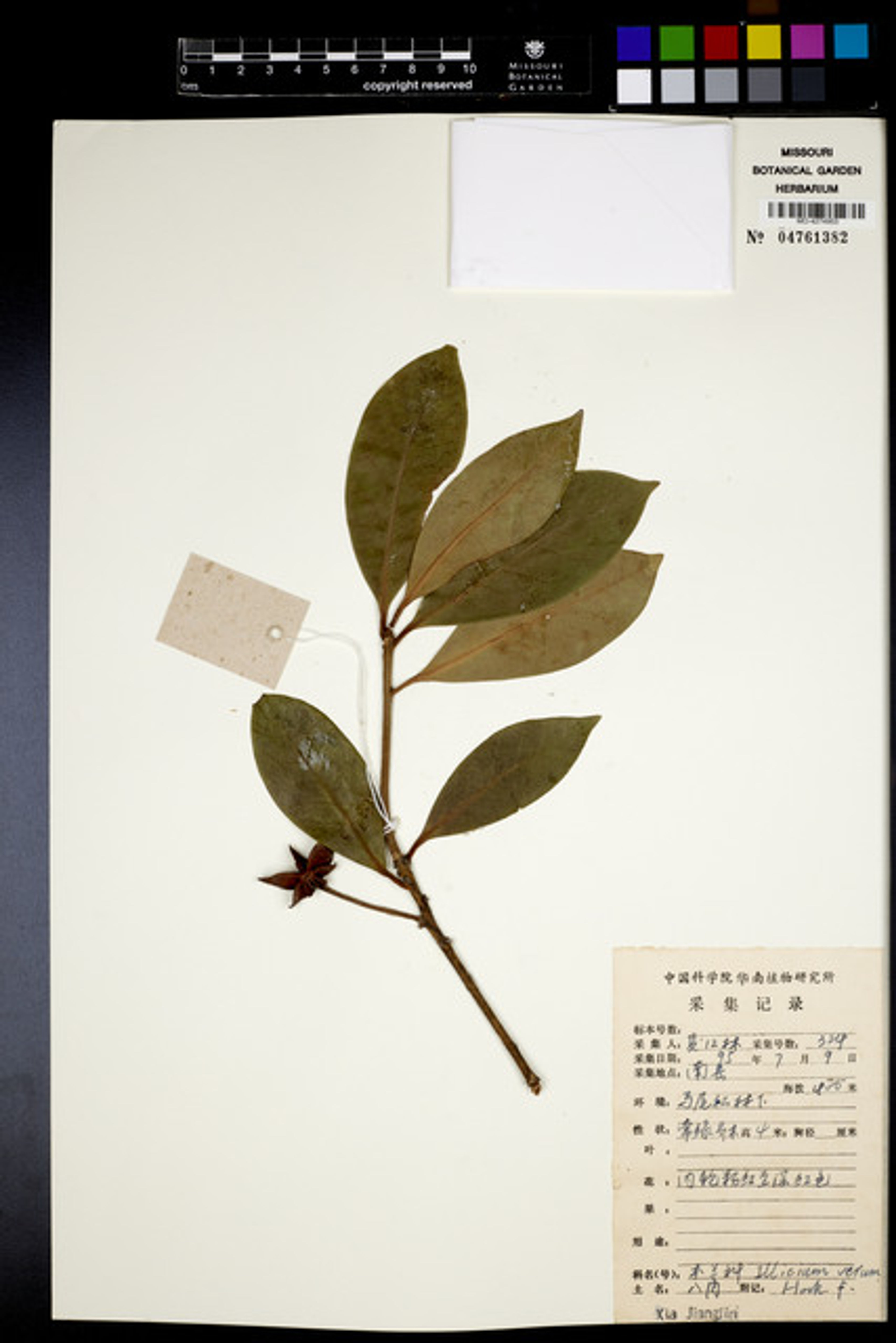 Illicium verum - 51