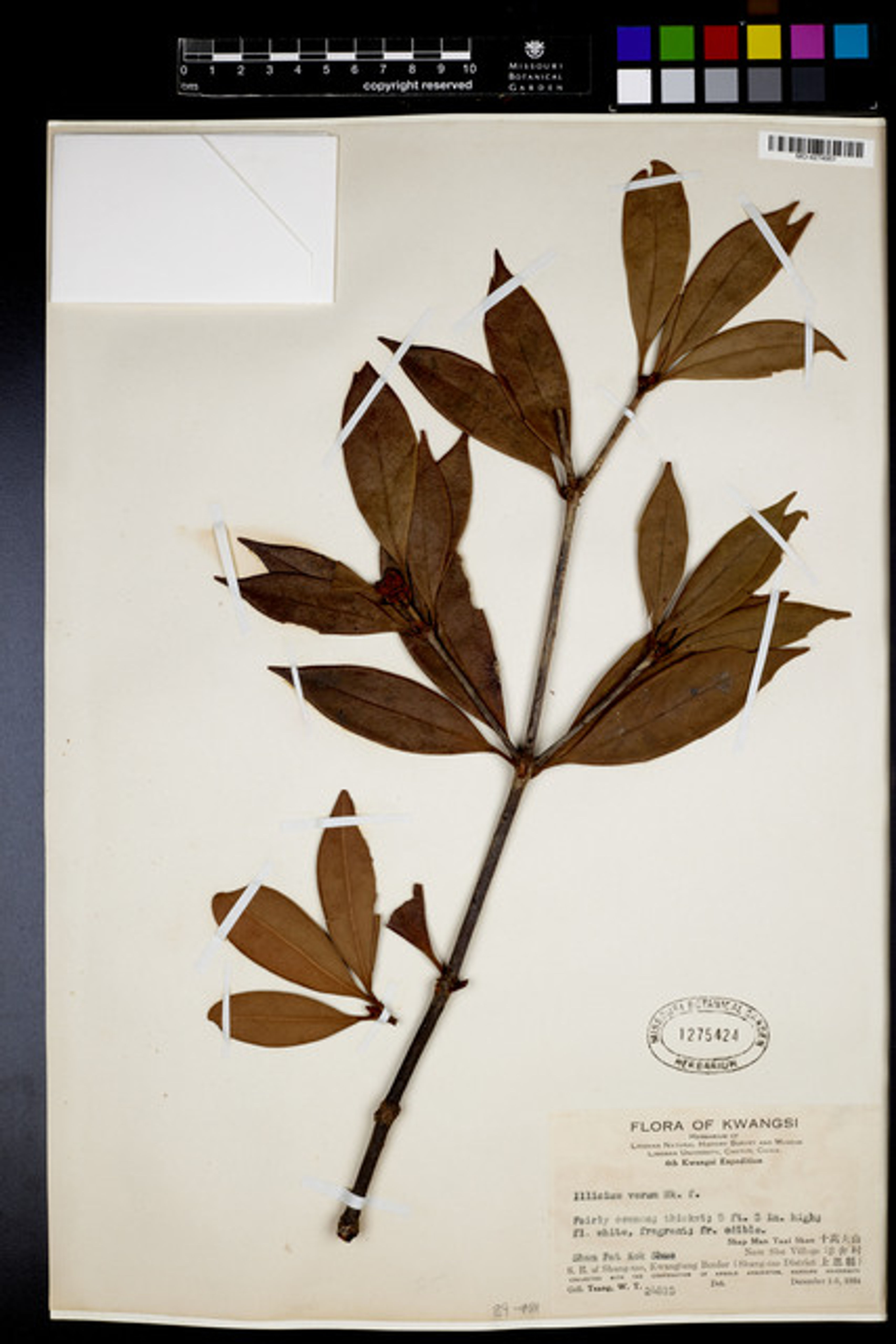 Illicium verum - 46