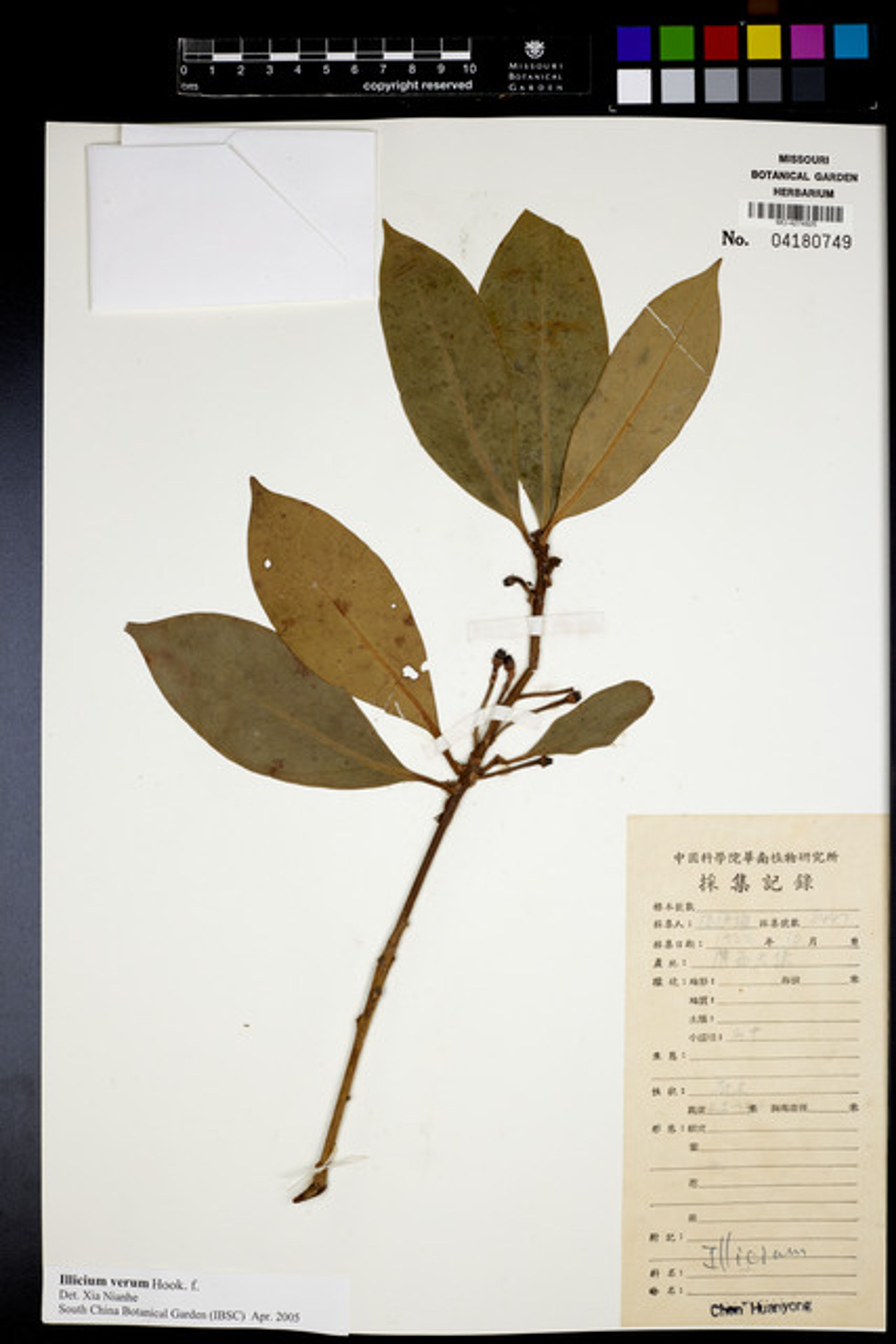 Illicium verum - 104