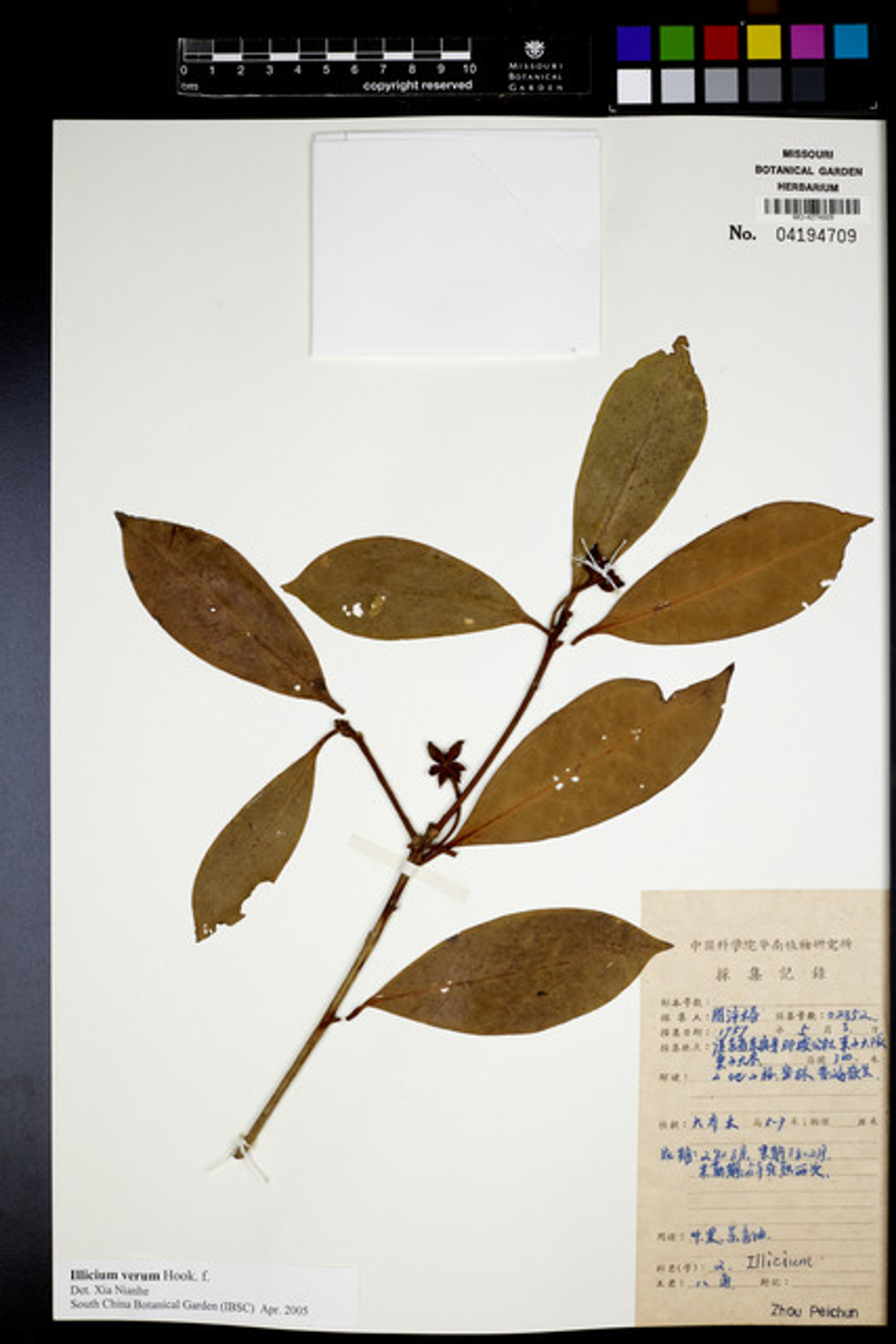 Illicium verum - 42