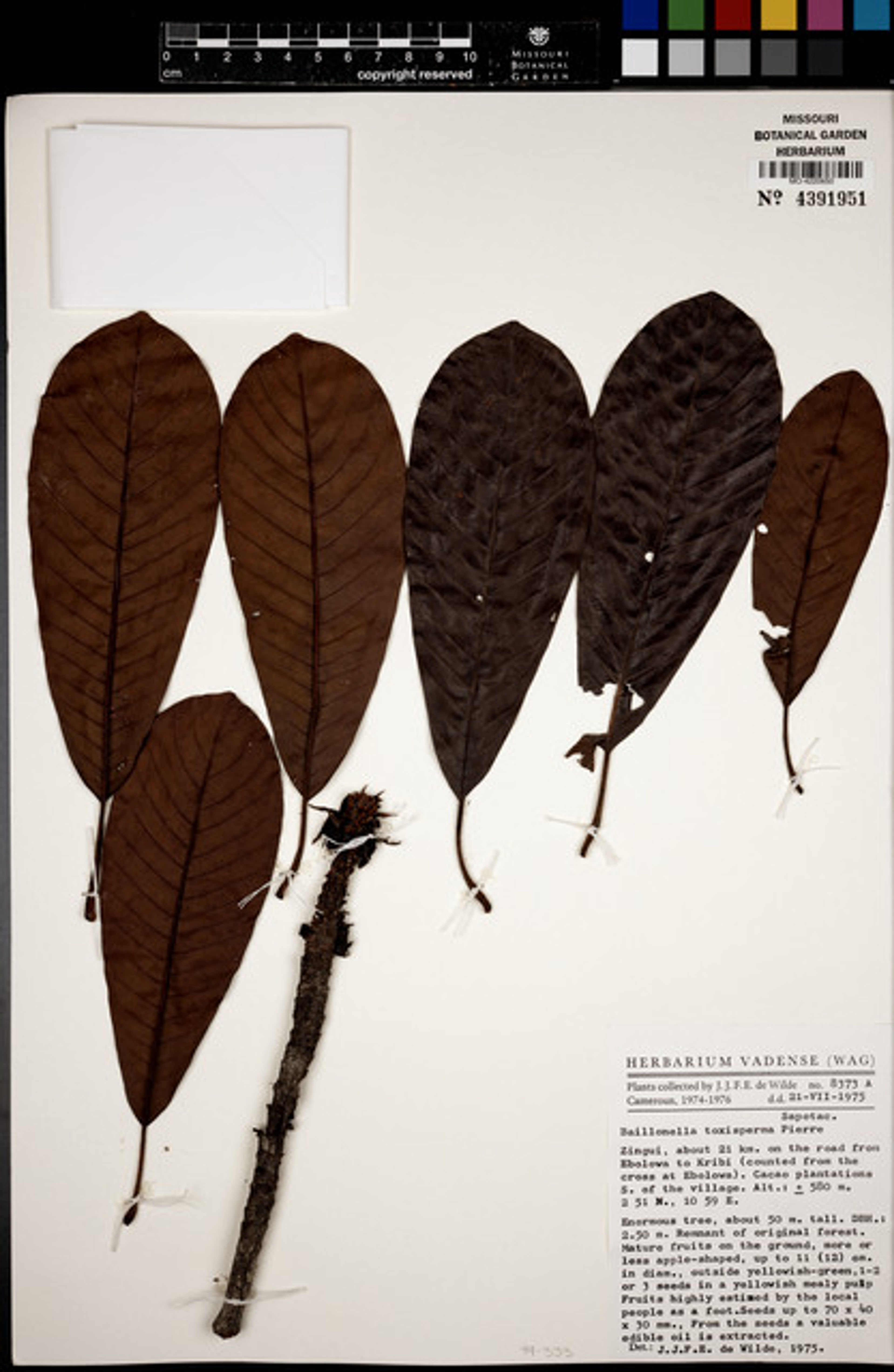 Baillonella toxisperma - 65