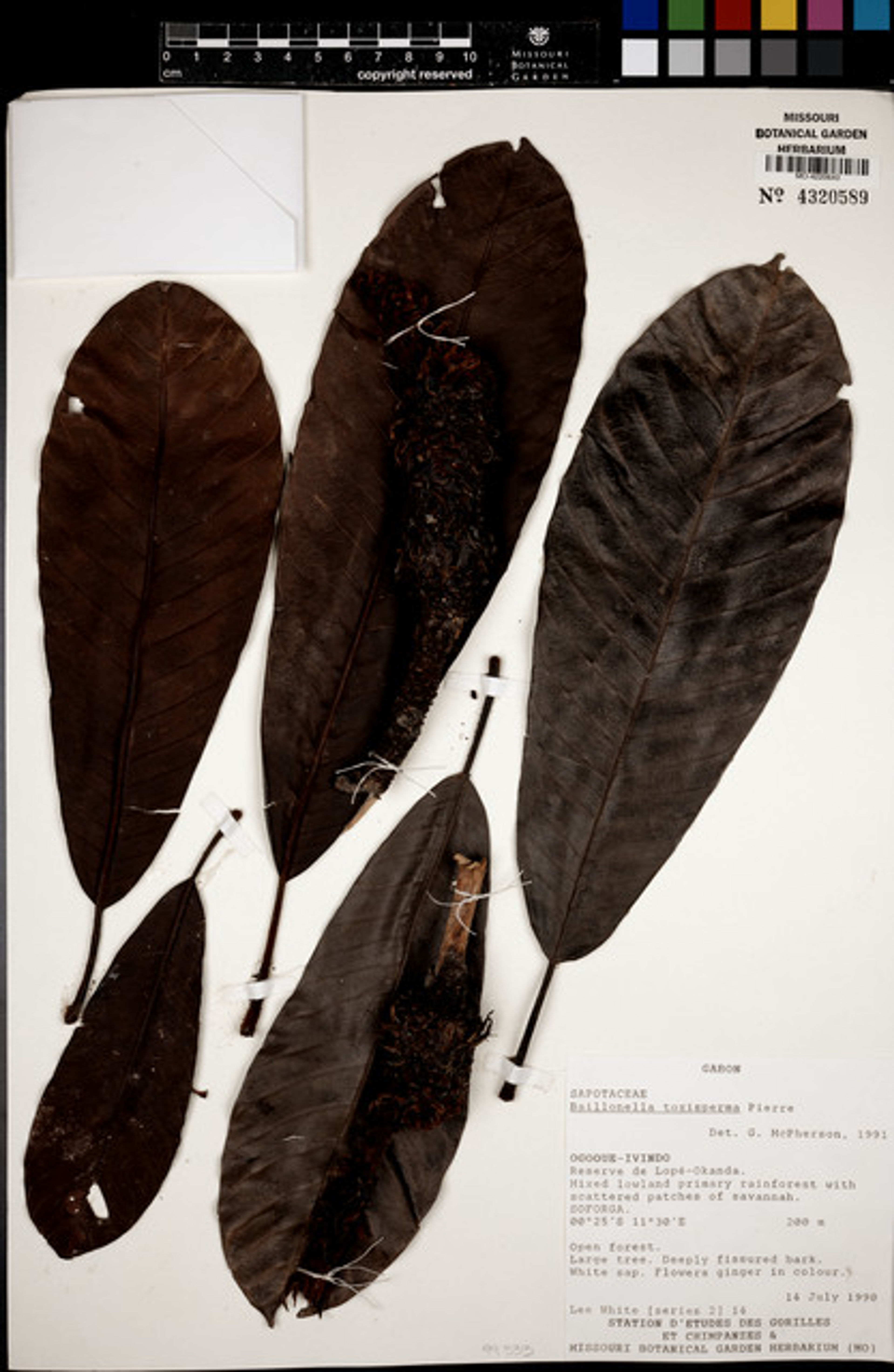Baillonella toxisperma - 49