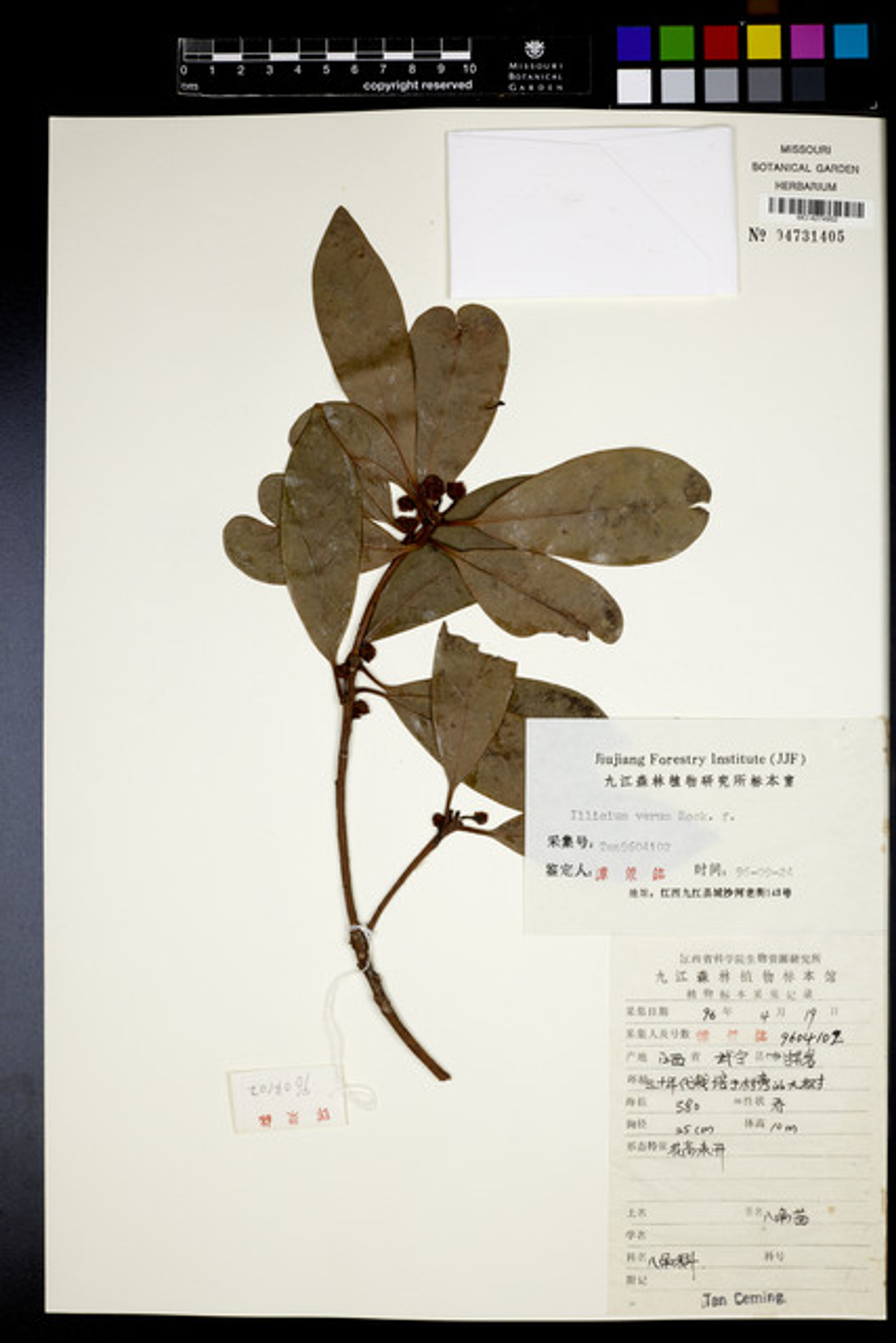 Illicium verum - 7