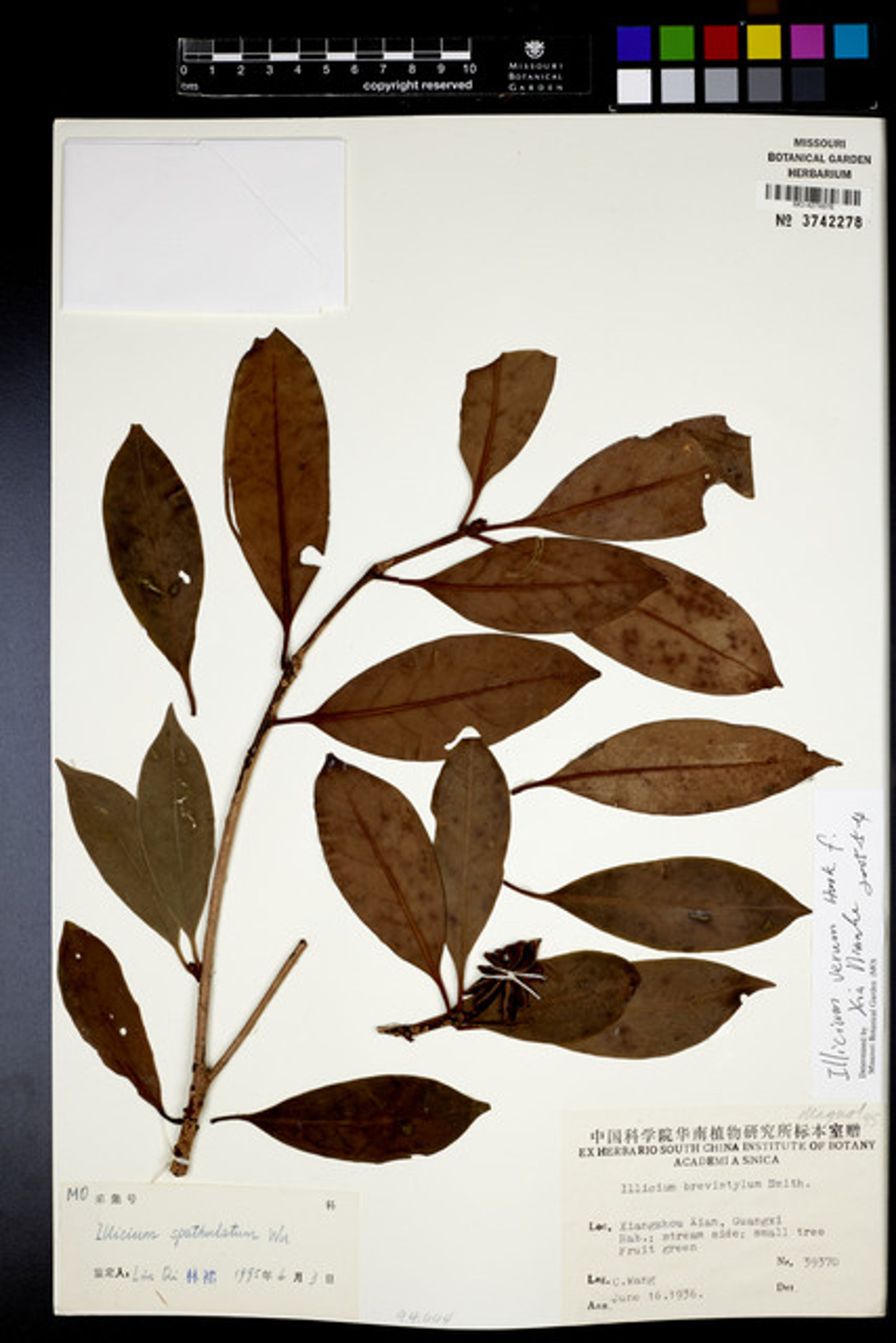 Illicium verum - 126