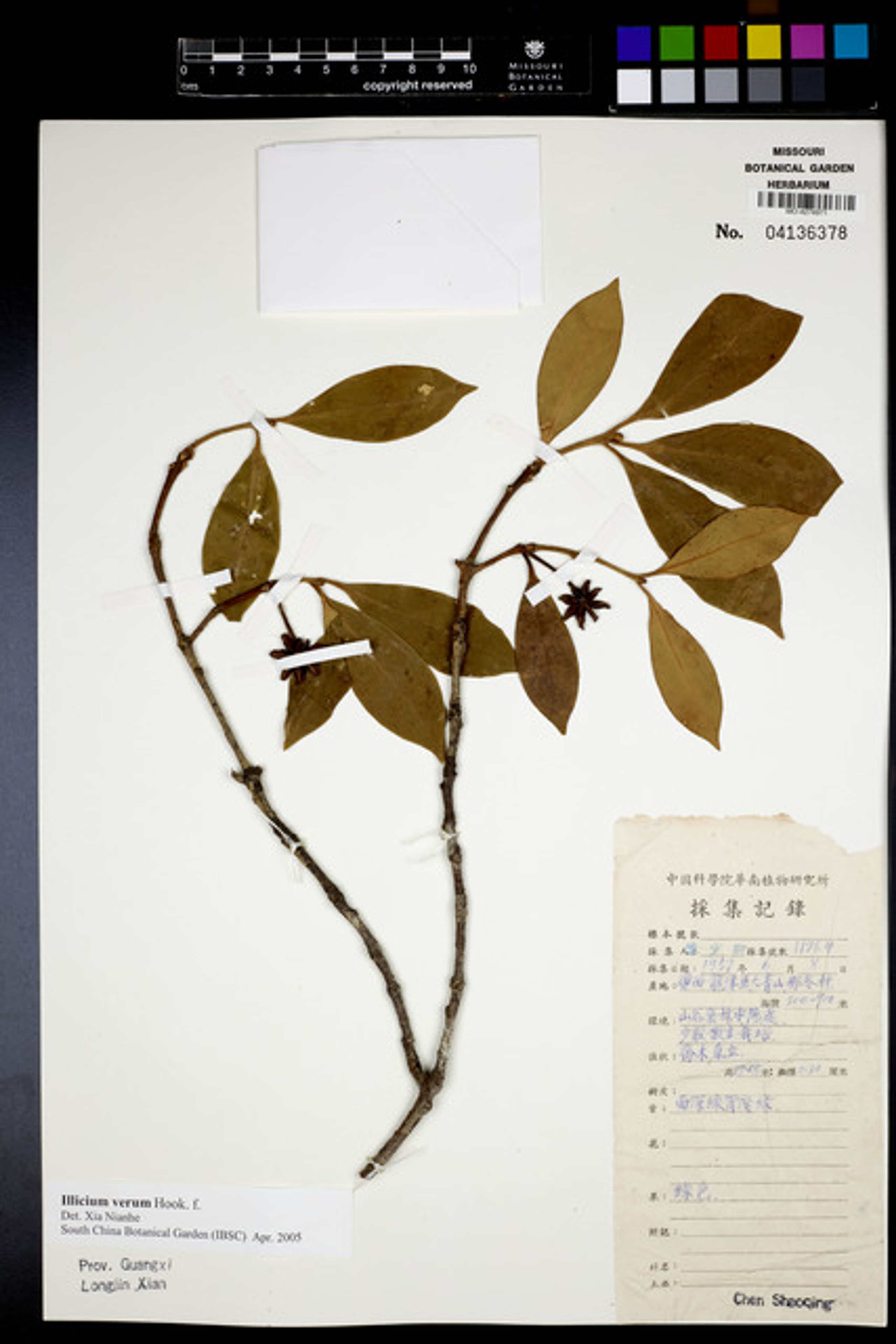 Illicium verum - 136