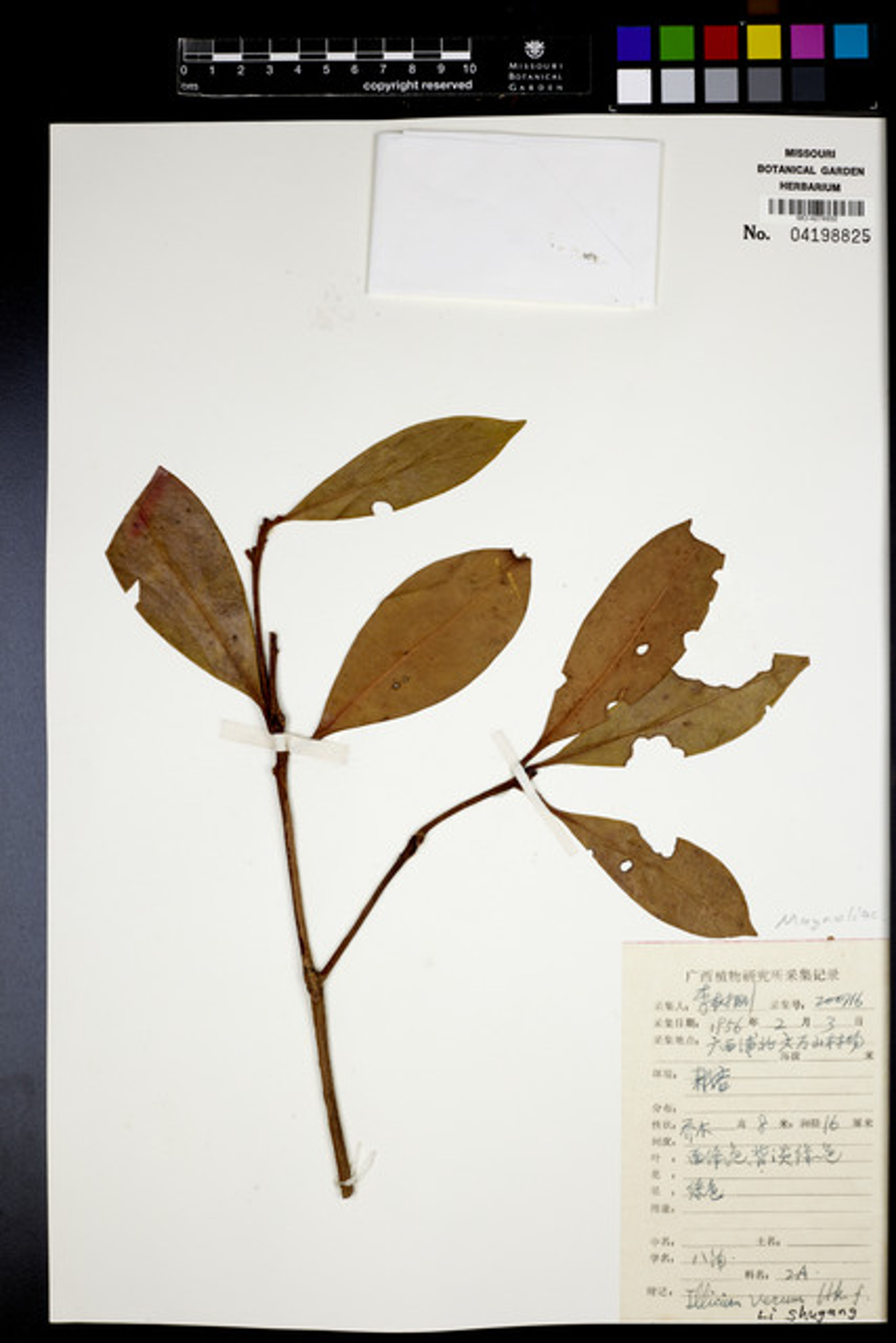 Illicium verum - 112