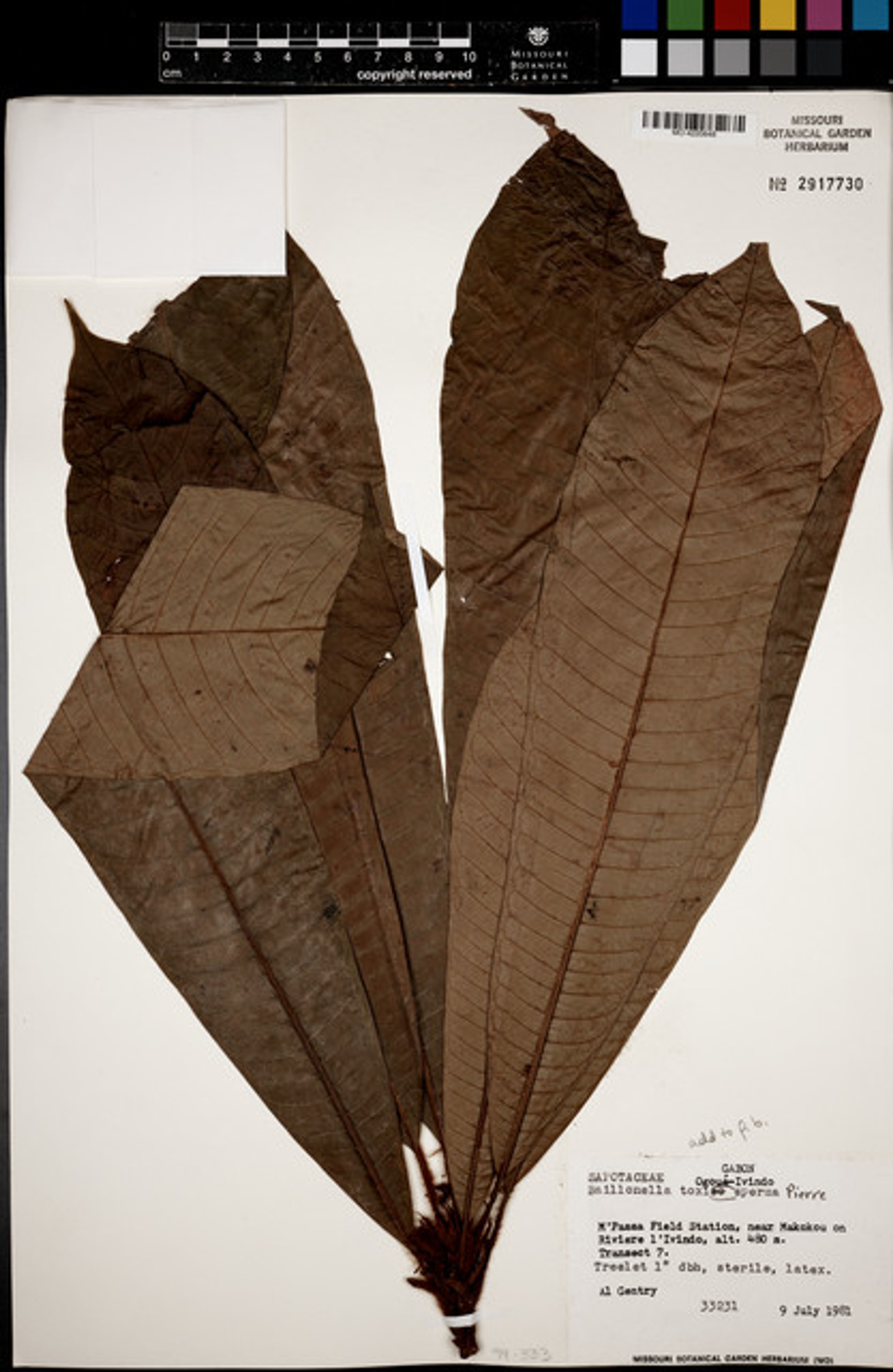 Baillonella toxisperma - 54