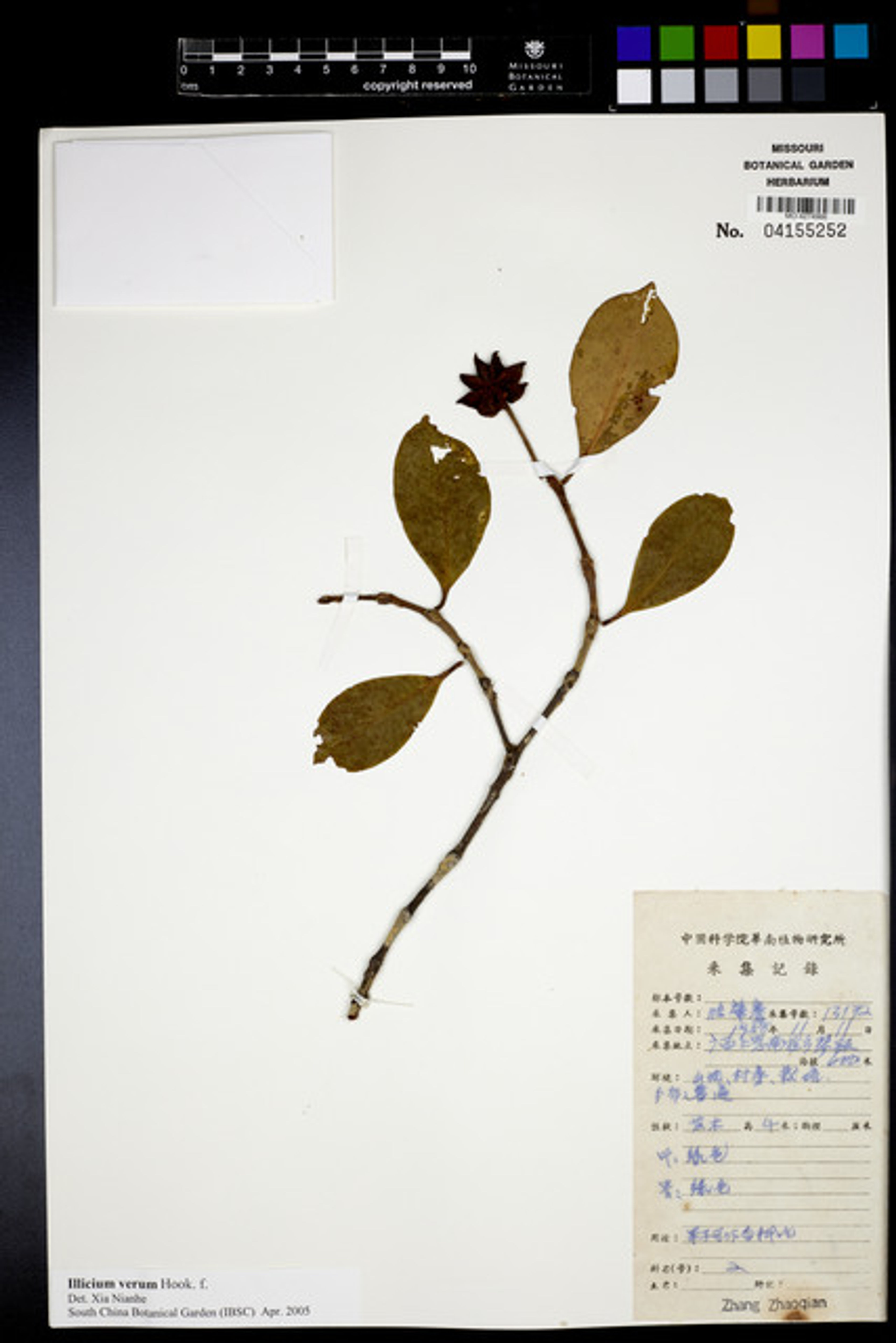 Illicium verum - 83