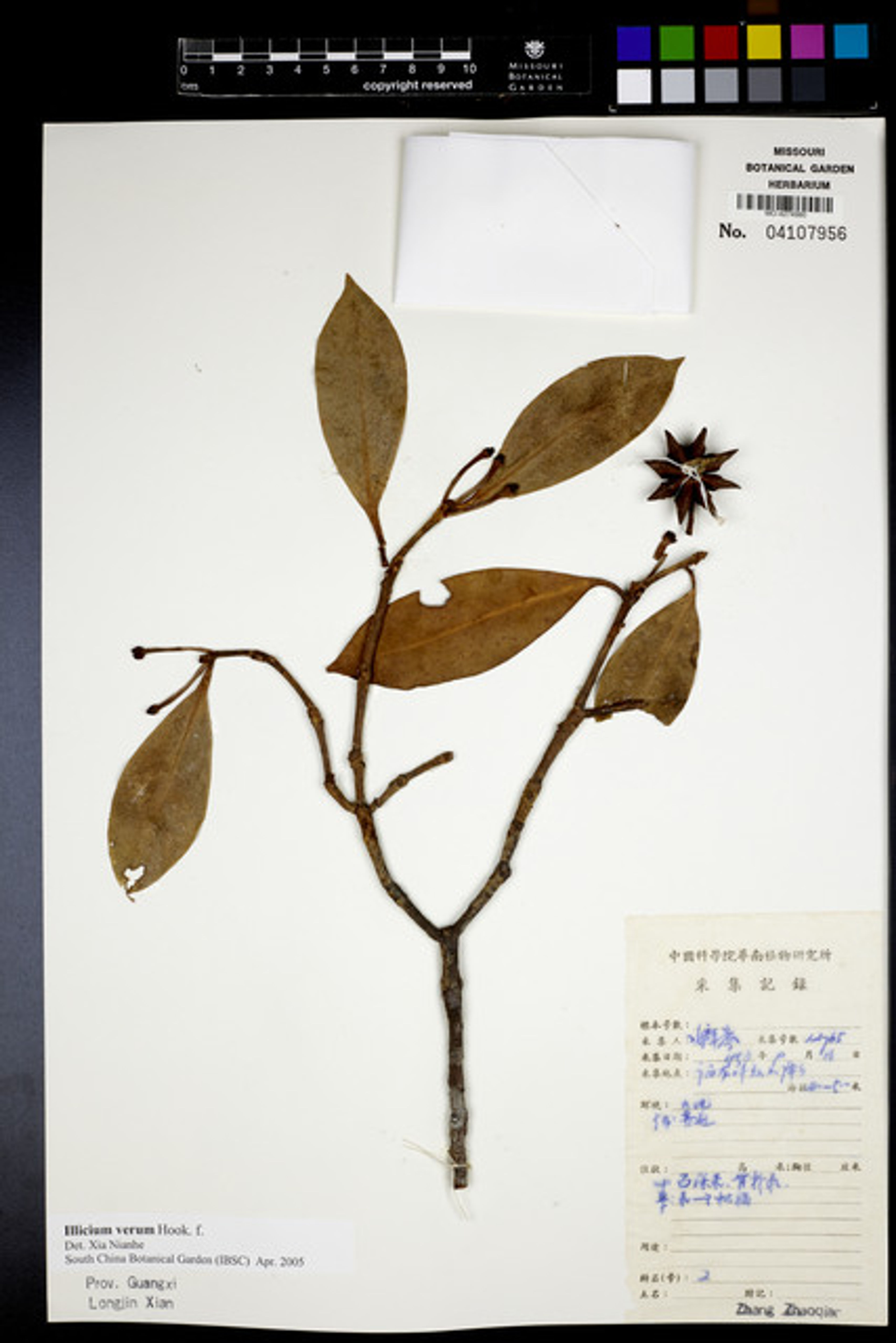 Illicium verum - 144