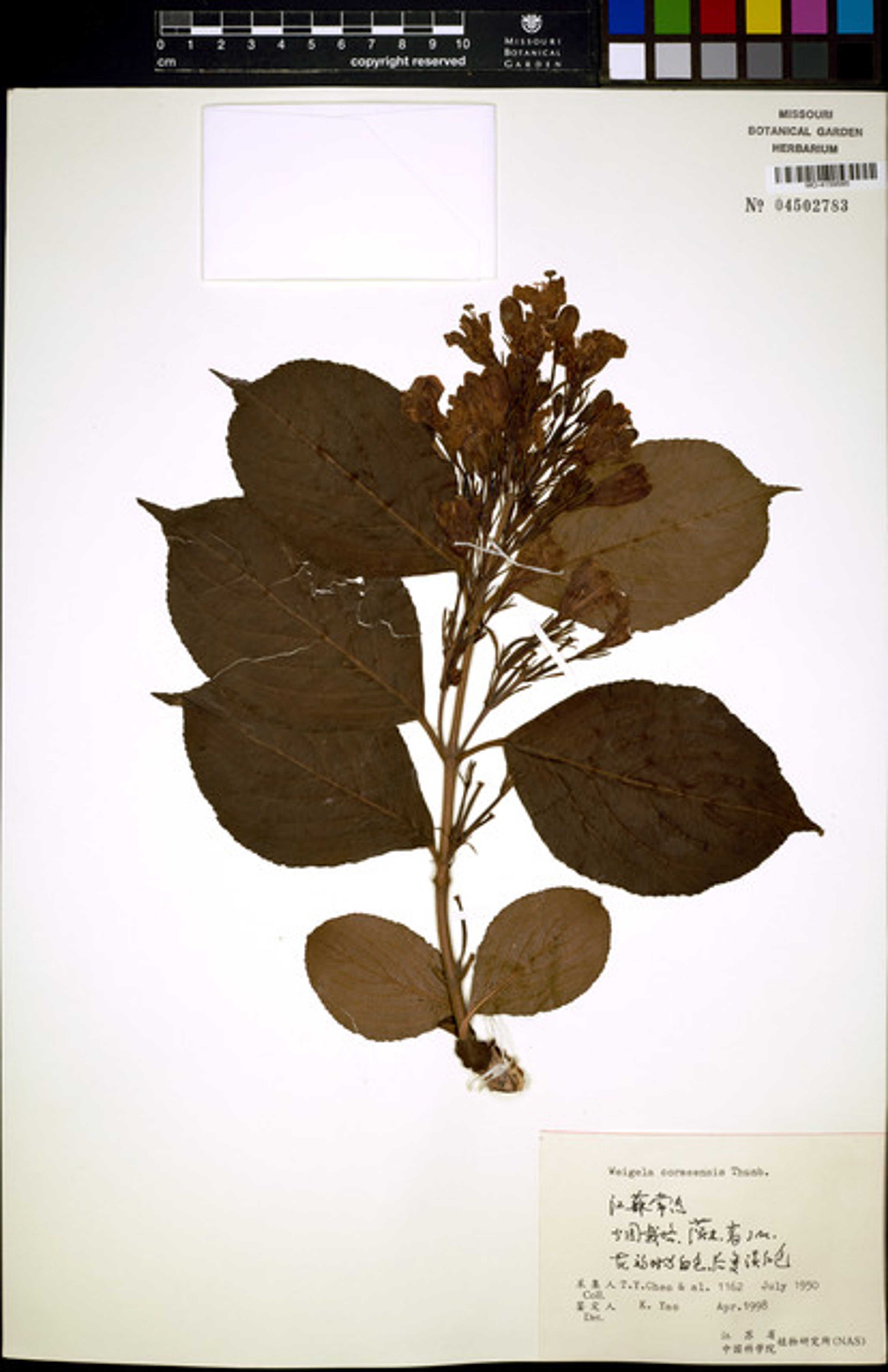 Weigela coraeensis - 106