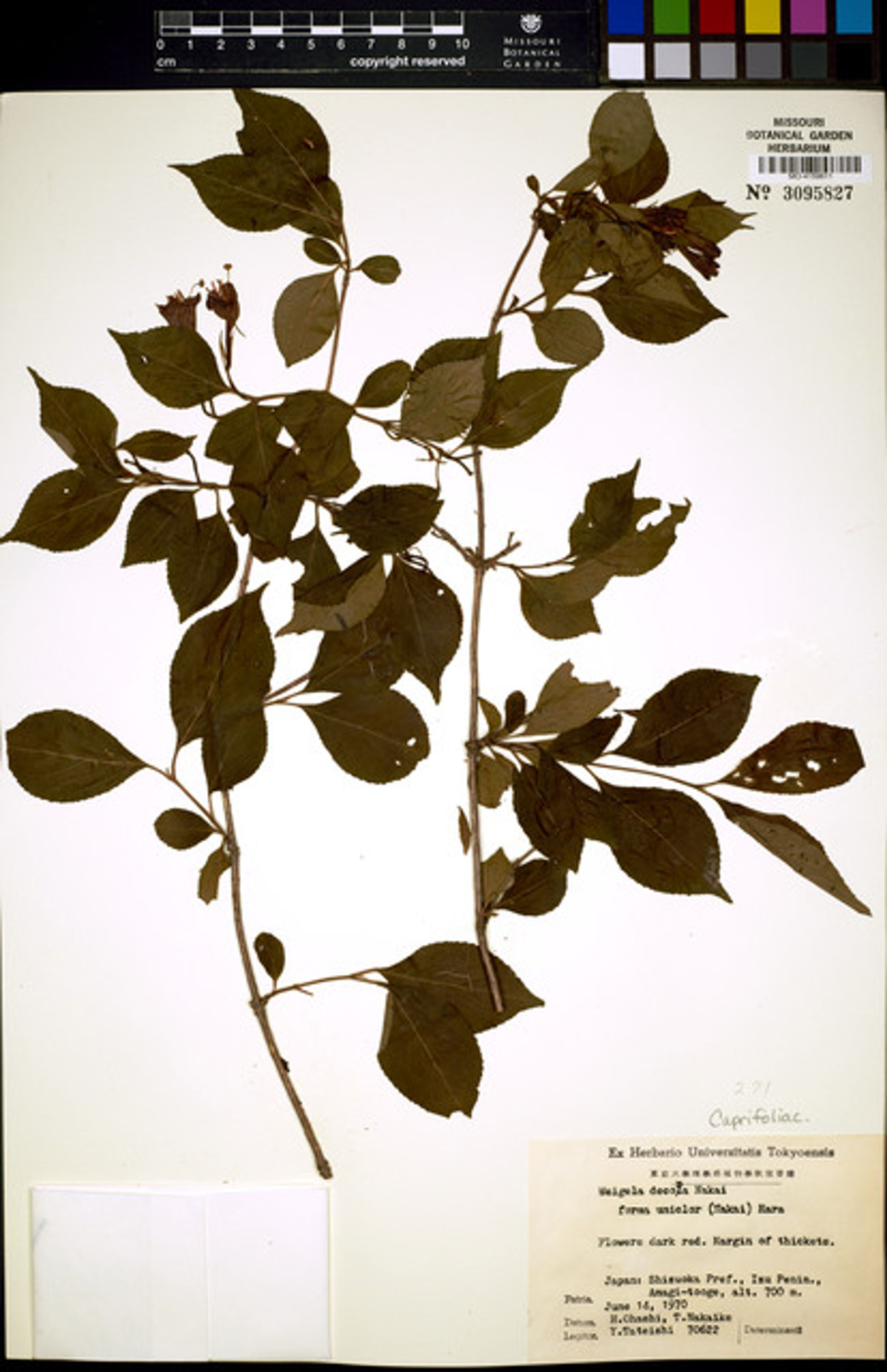 Weigela decora - 102