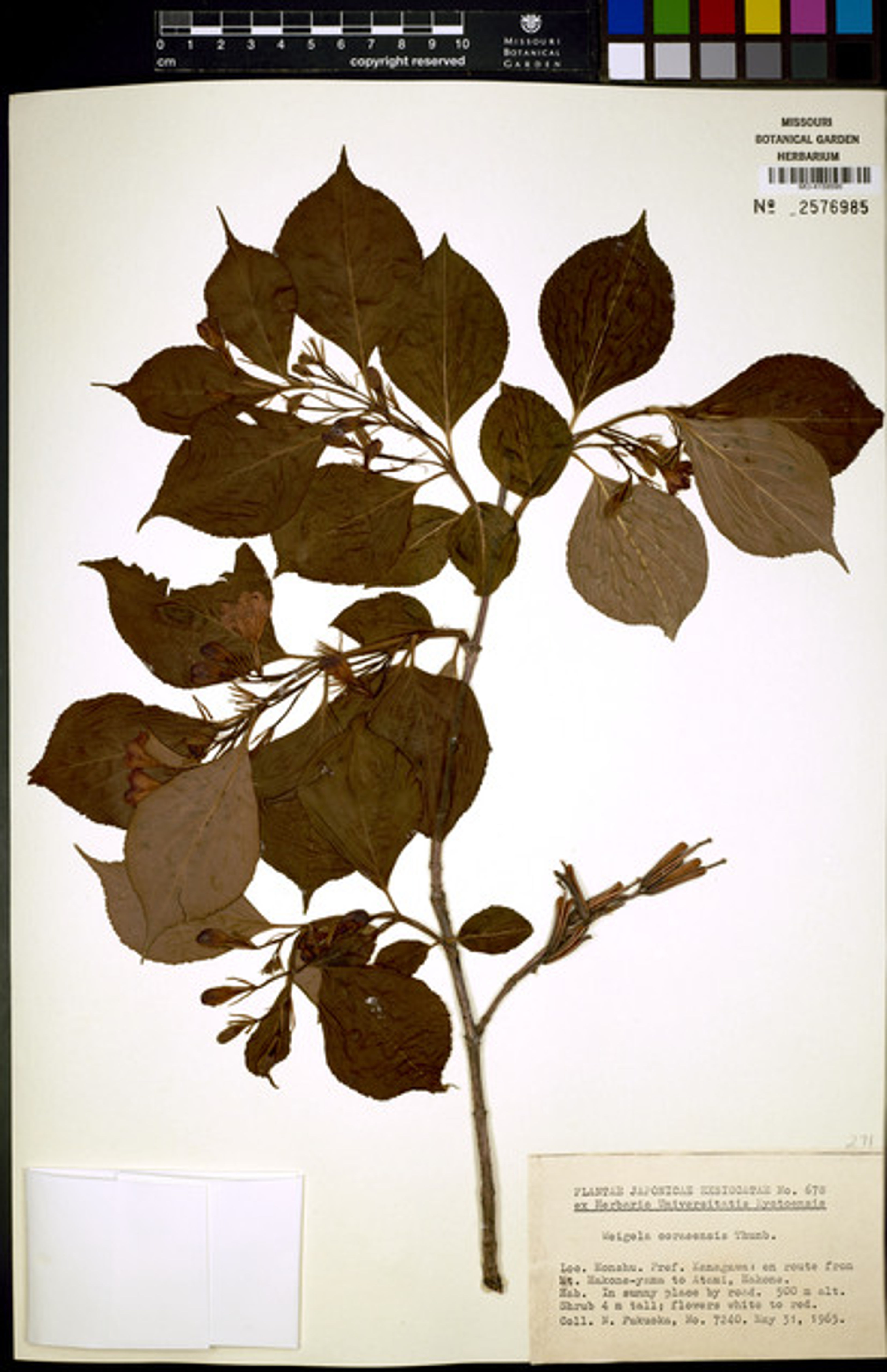 Weigela coraeensis - 41