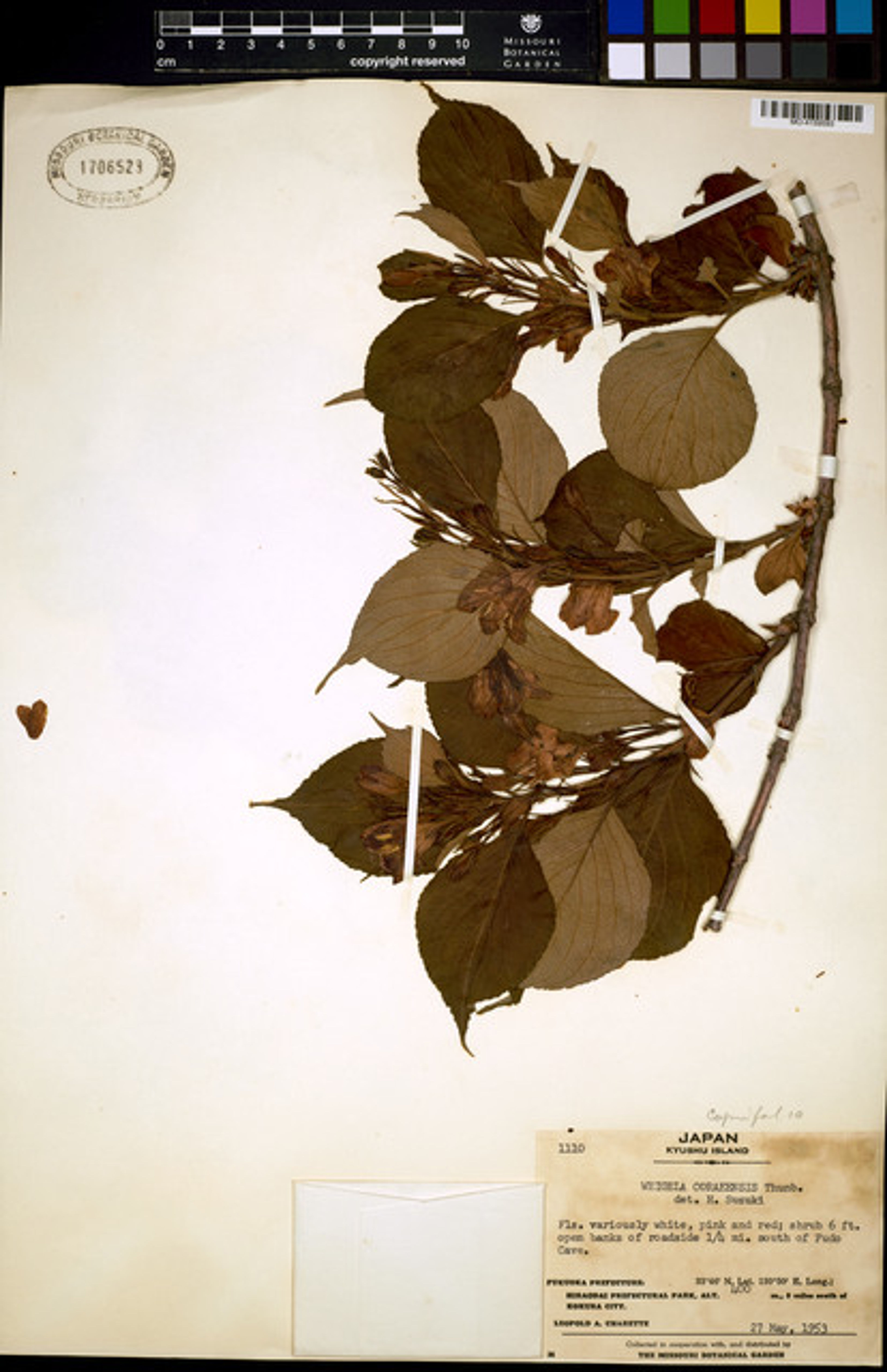 Weigela coraeensis - 109