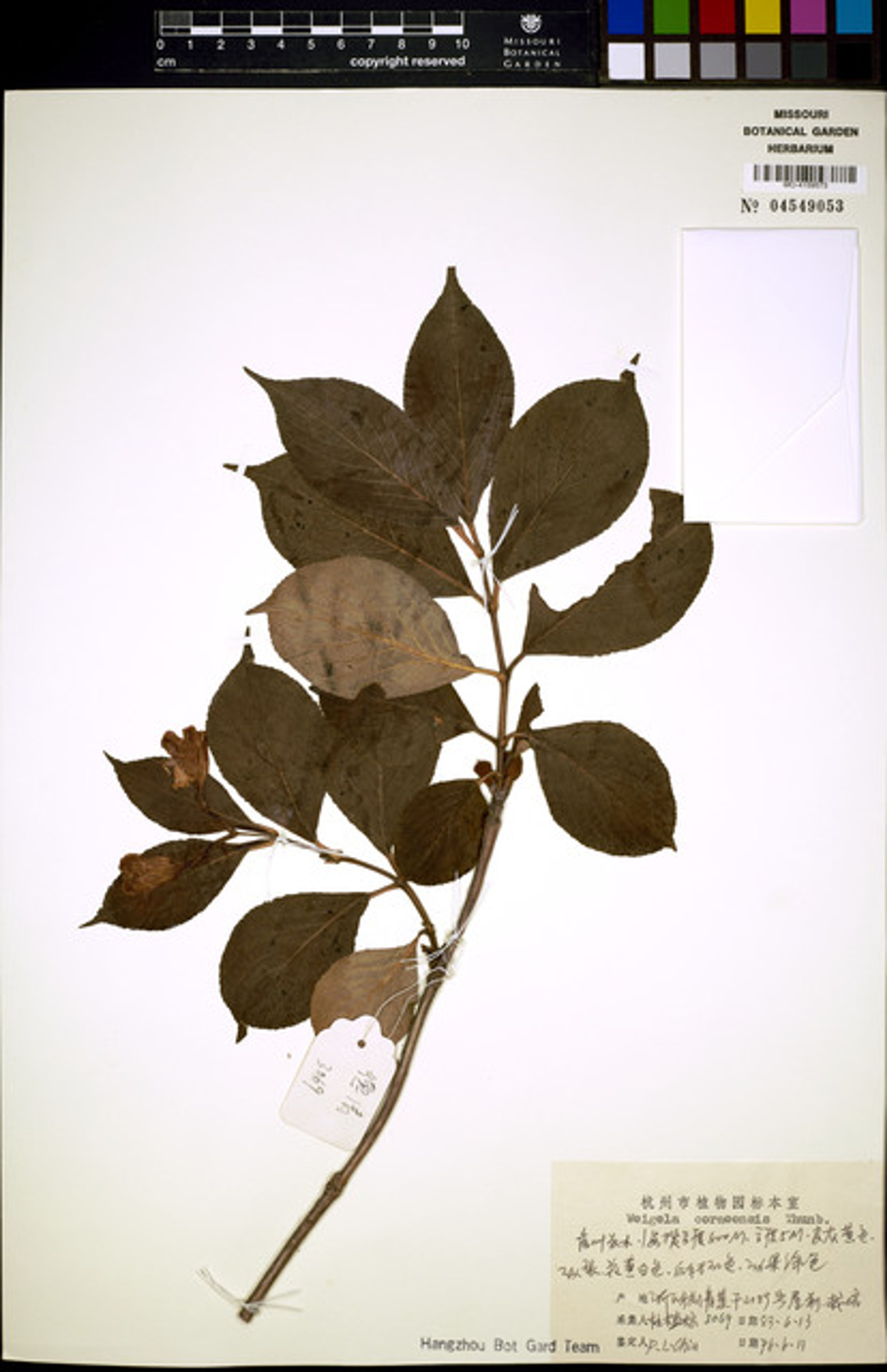 Weigela coraeensis - 108