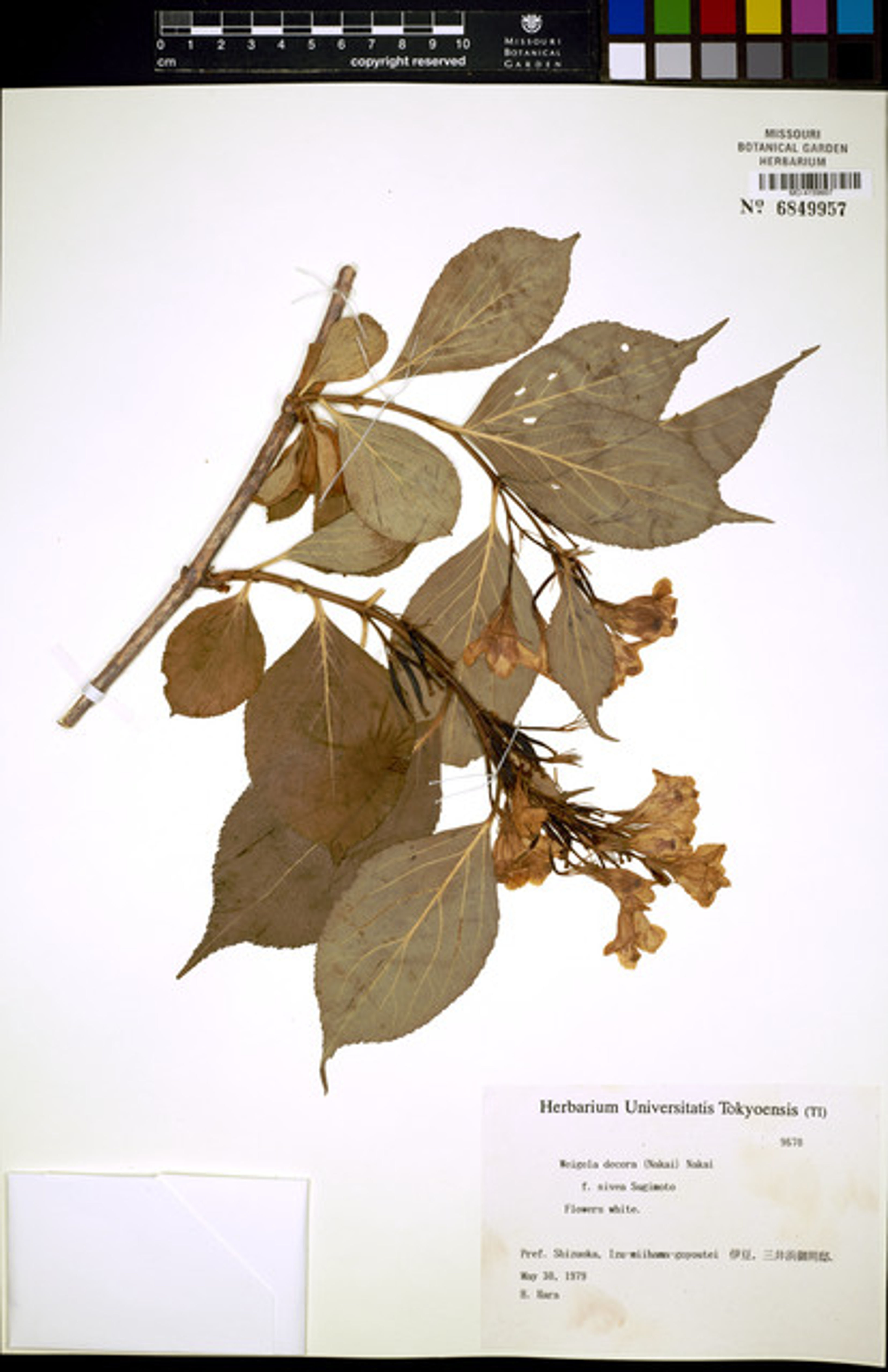 Weigela decora - 83