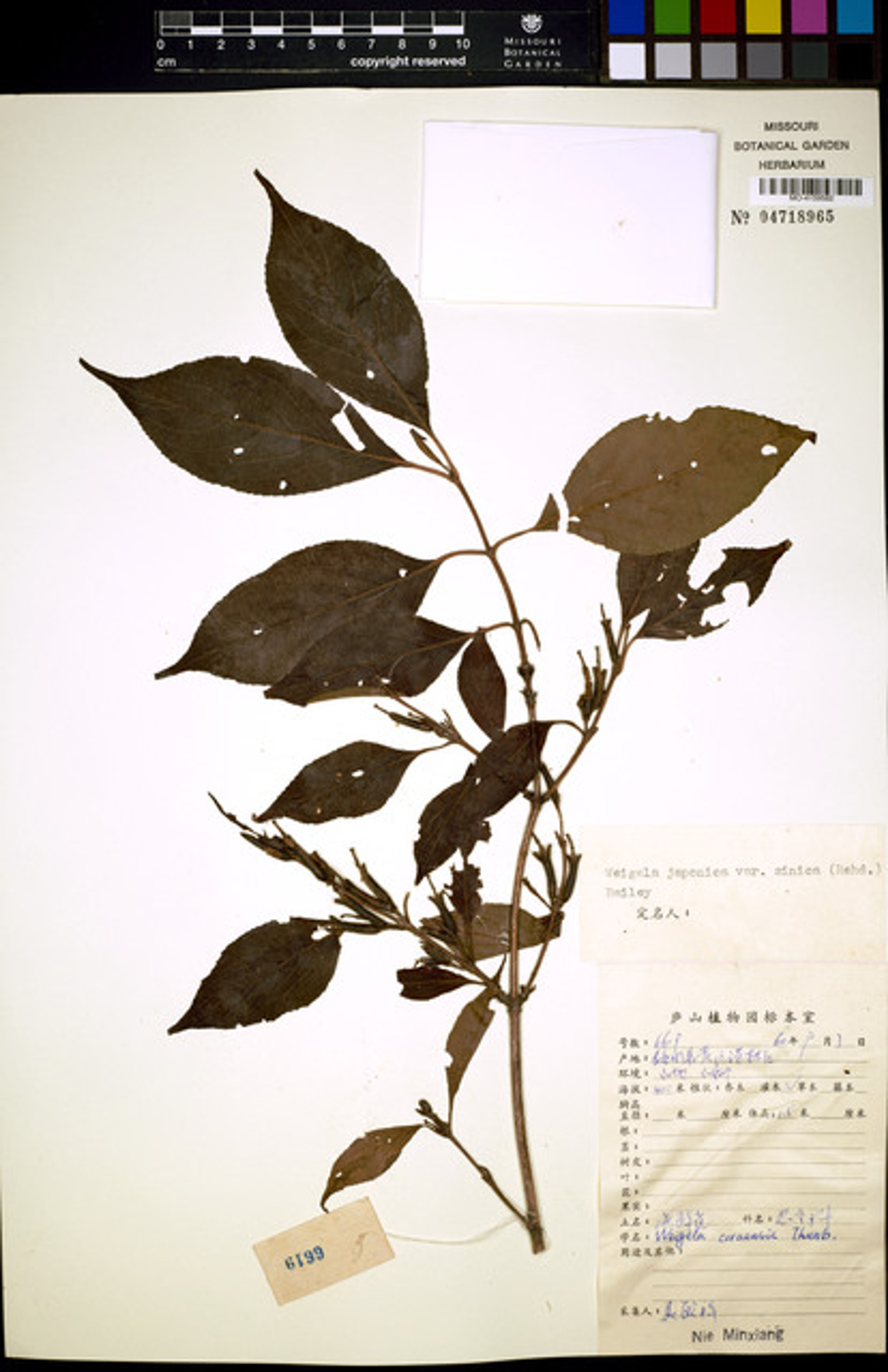 Weigela coraeensis - 35