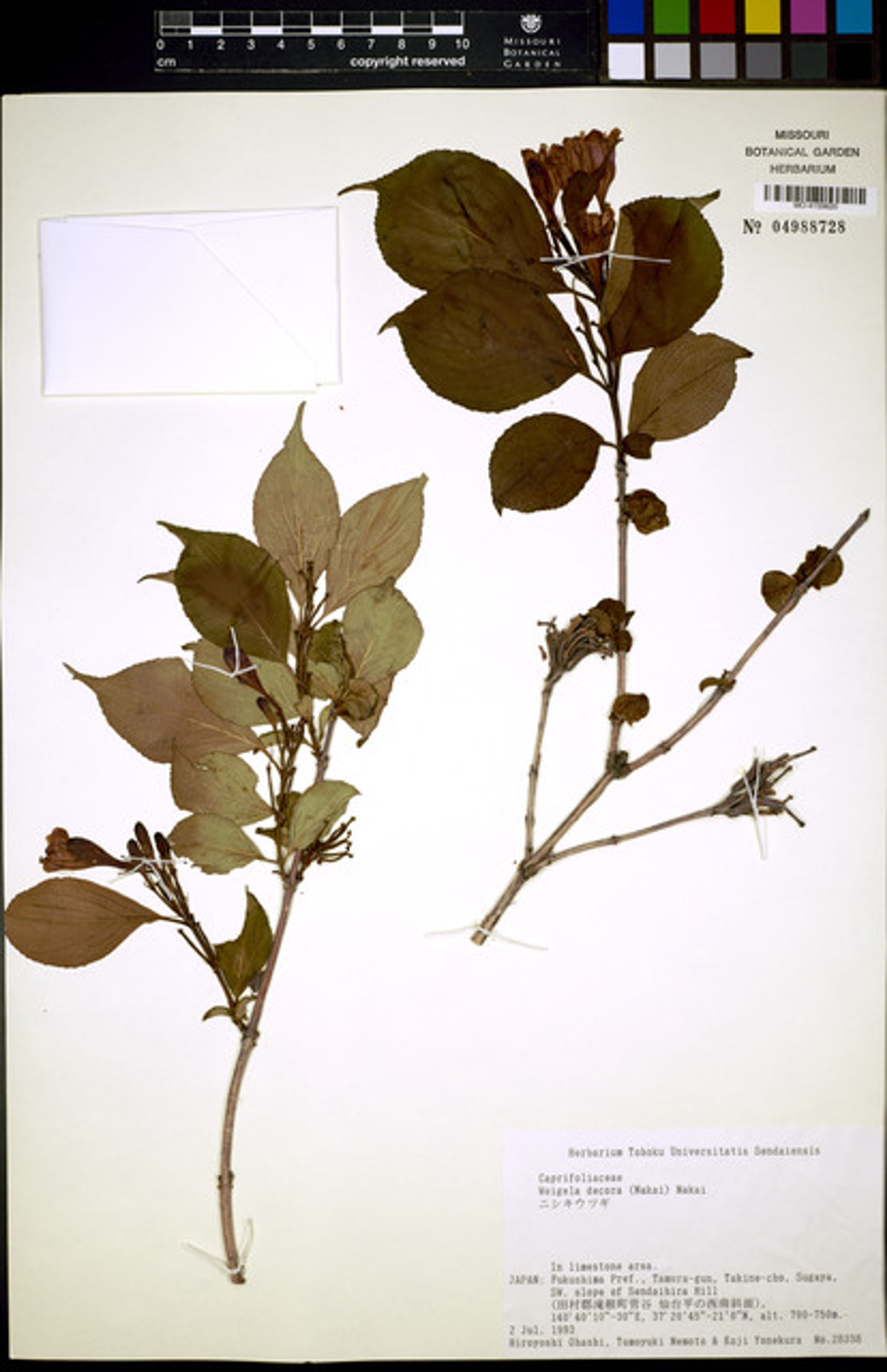 Weigela decora - 13