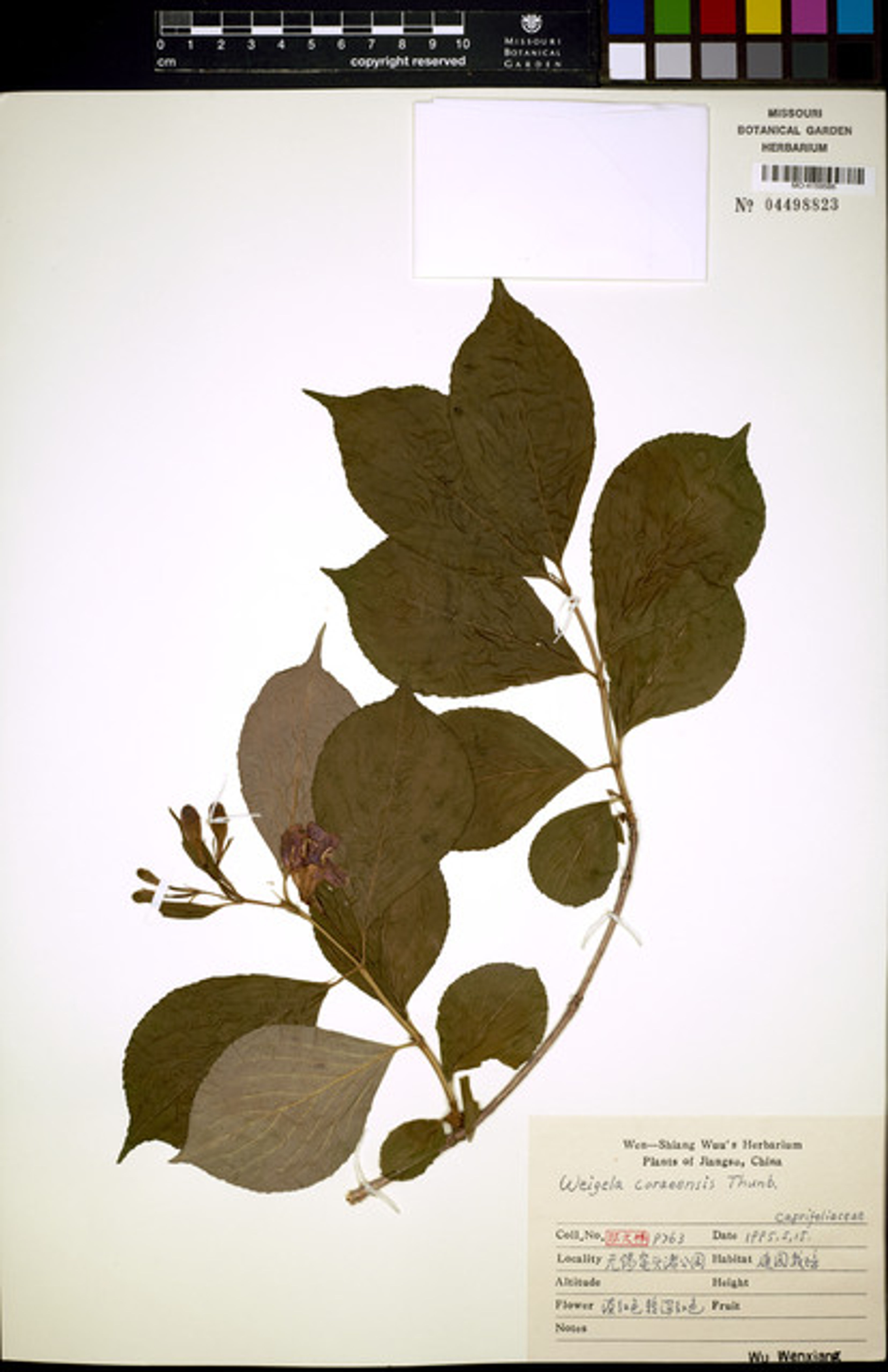 Weigela coraeensis - 61