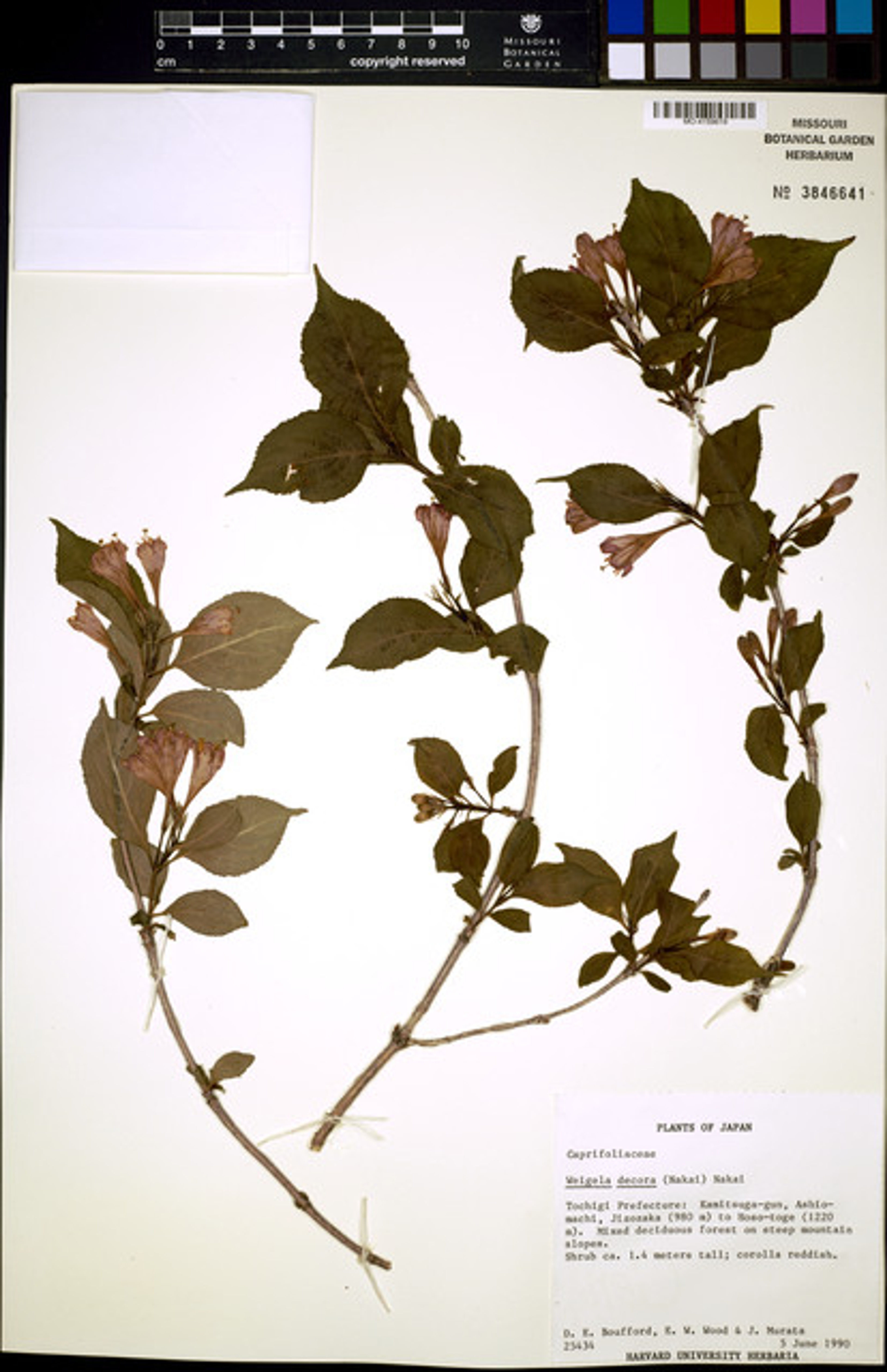 Weigela decora - 80