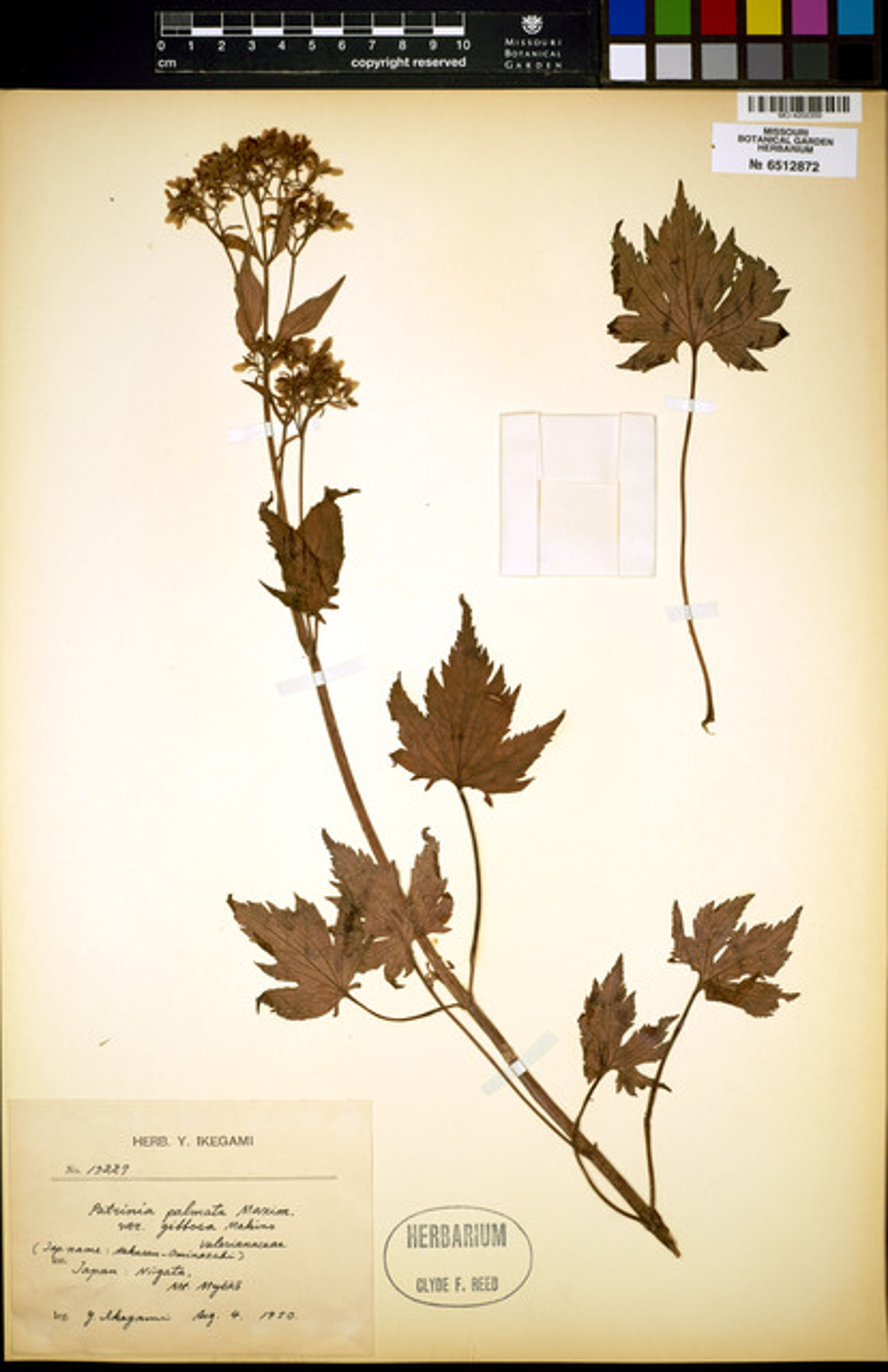 Patrinia triloba - 46