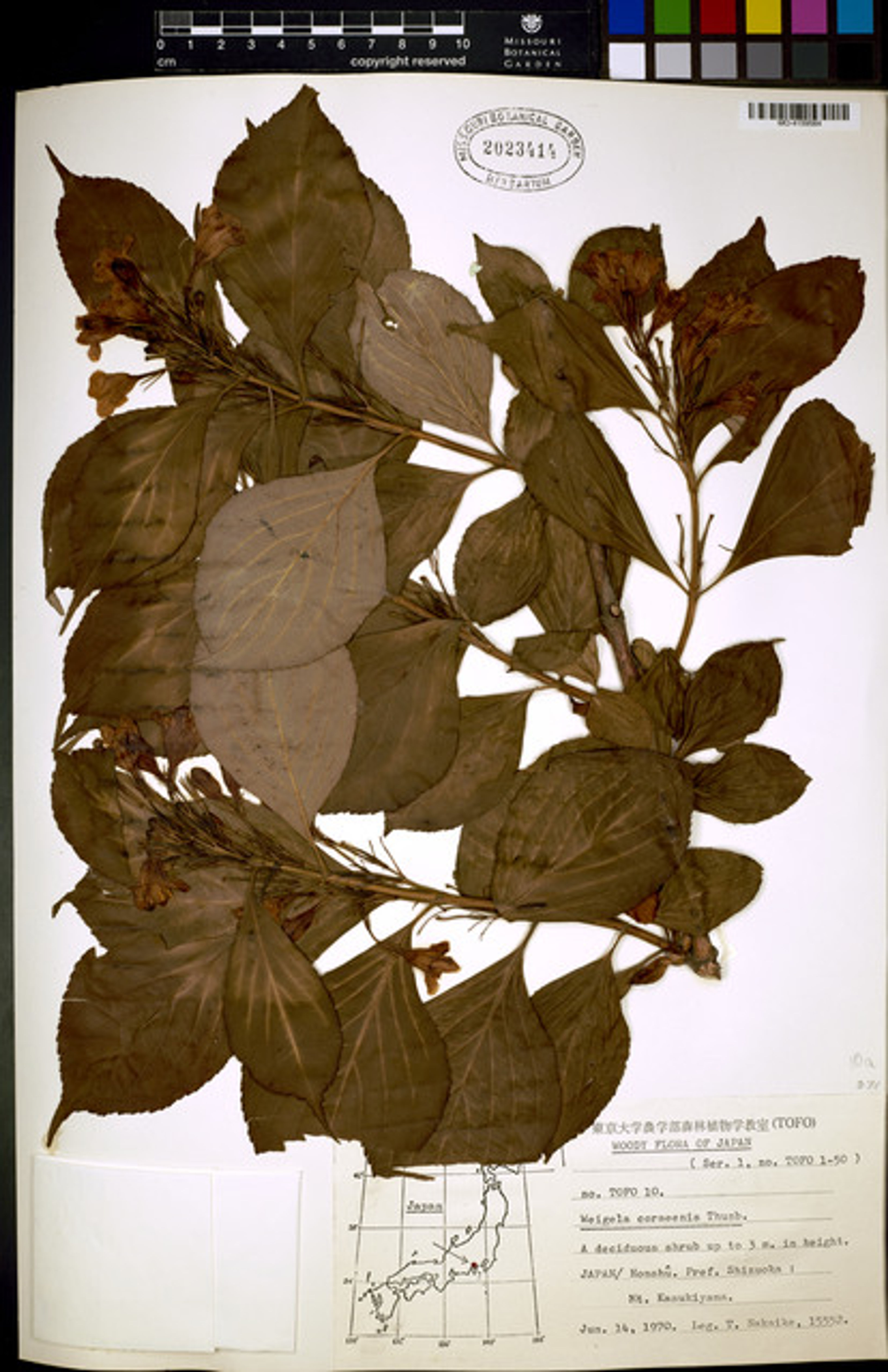 Weigela coraeensis - 85