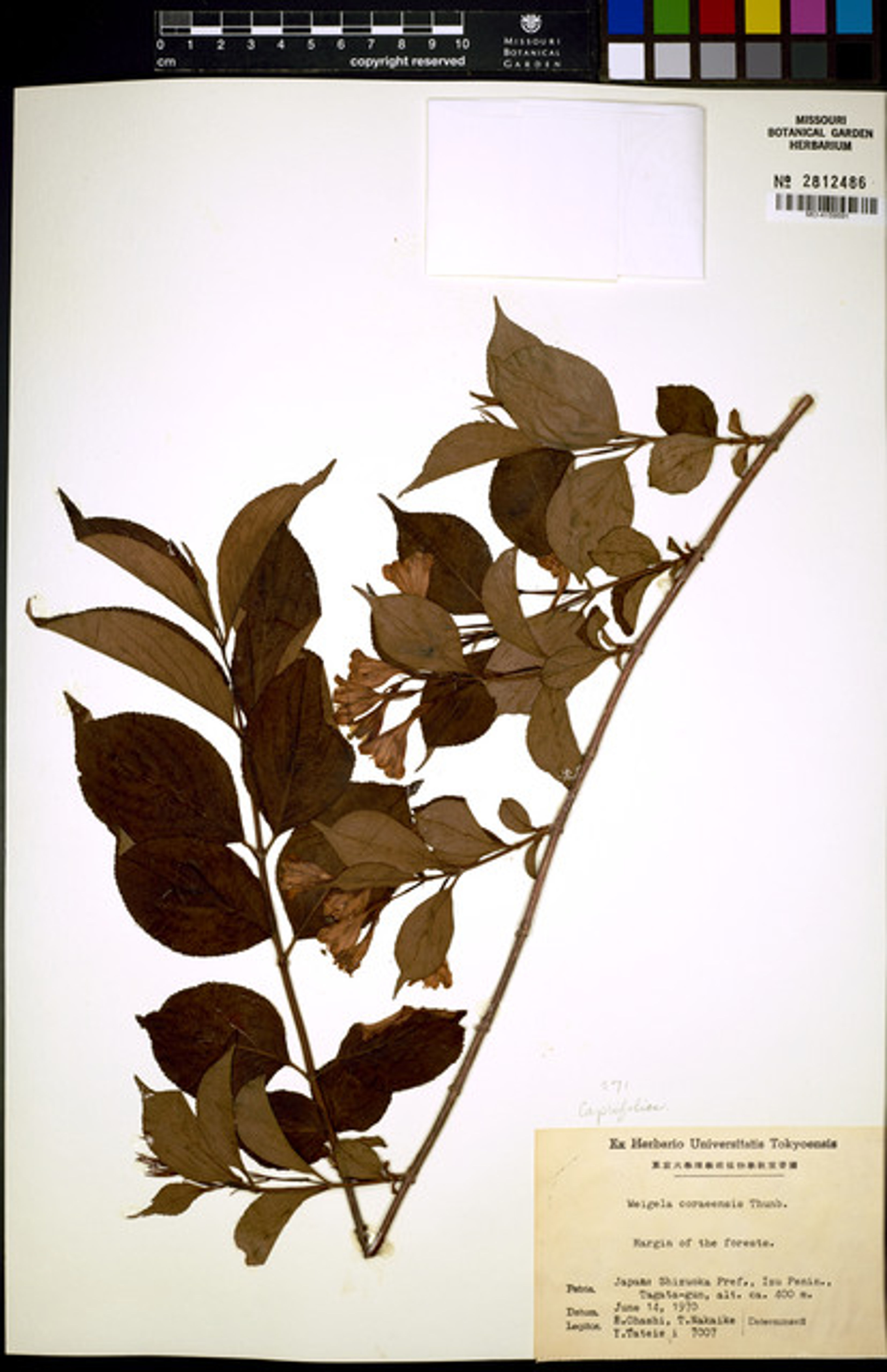 Weigela coraeensis - 81